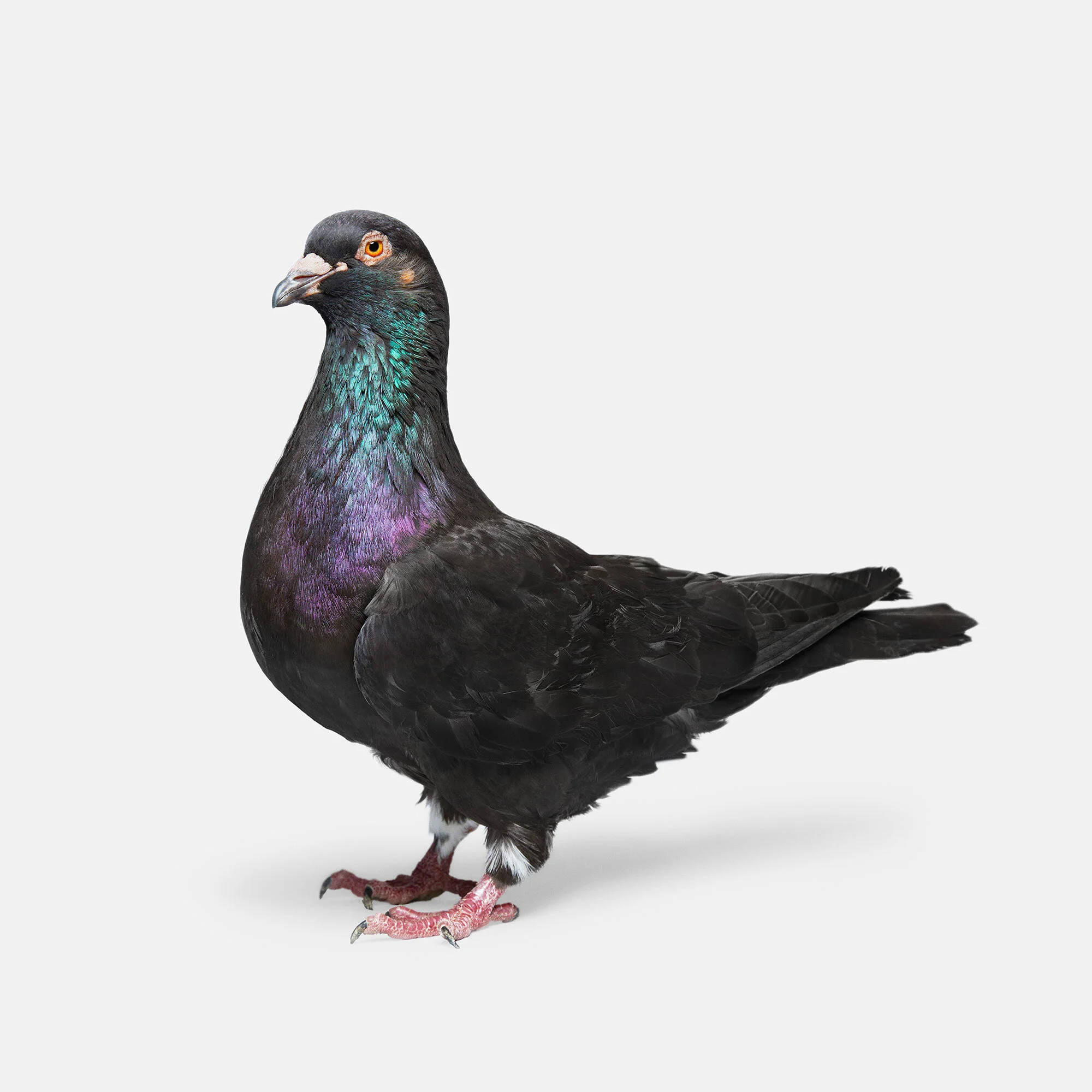 084_Pigeon_03_Black_VF.jpg