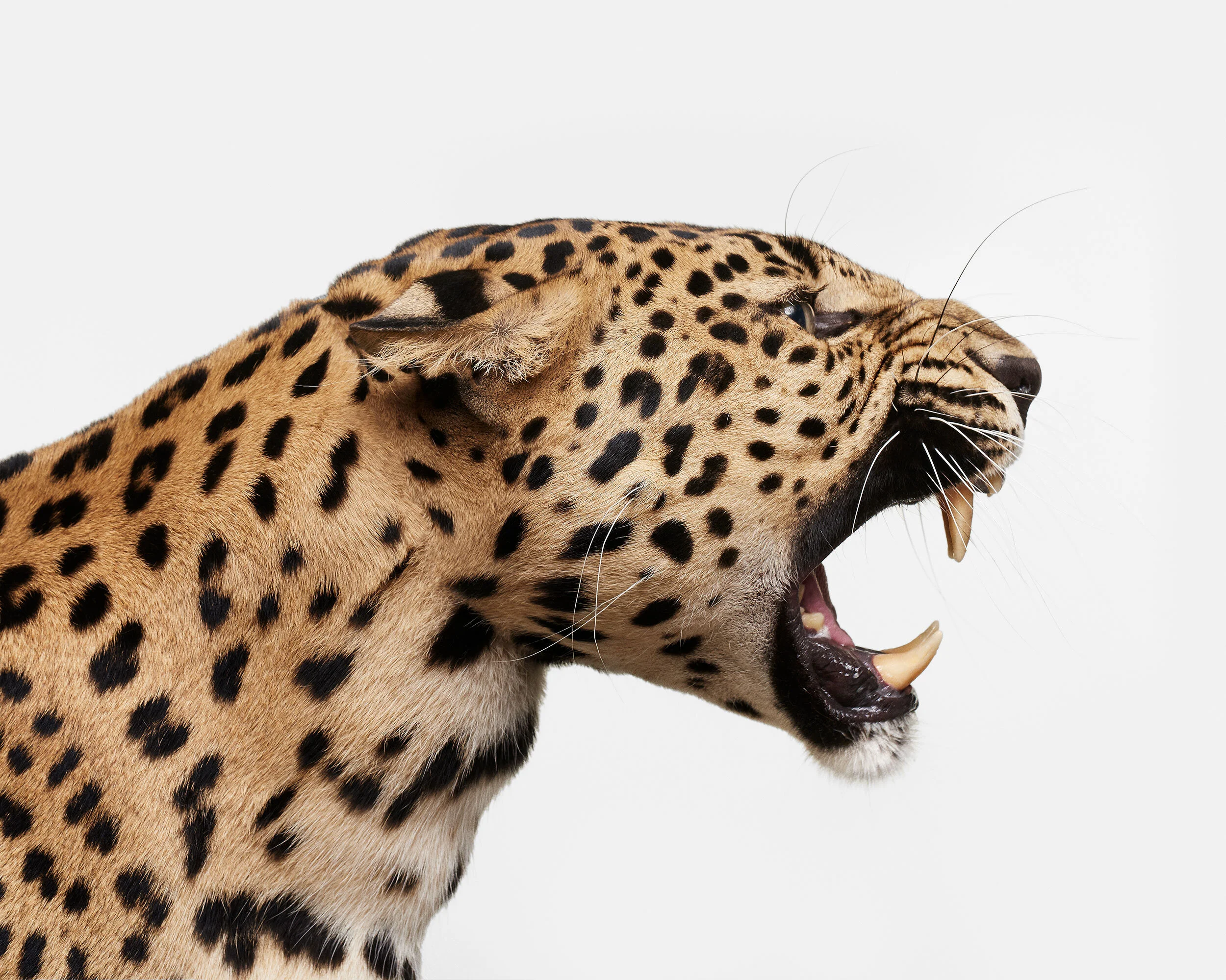 087_Spotted_Leopard_Snarl_01_VF_V2.jpg