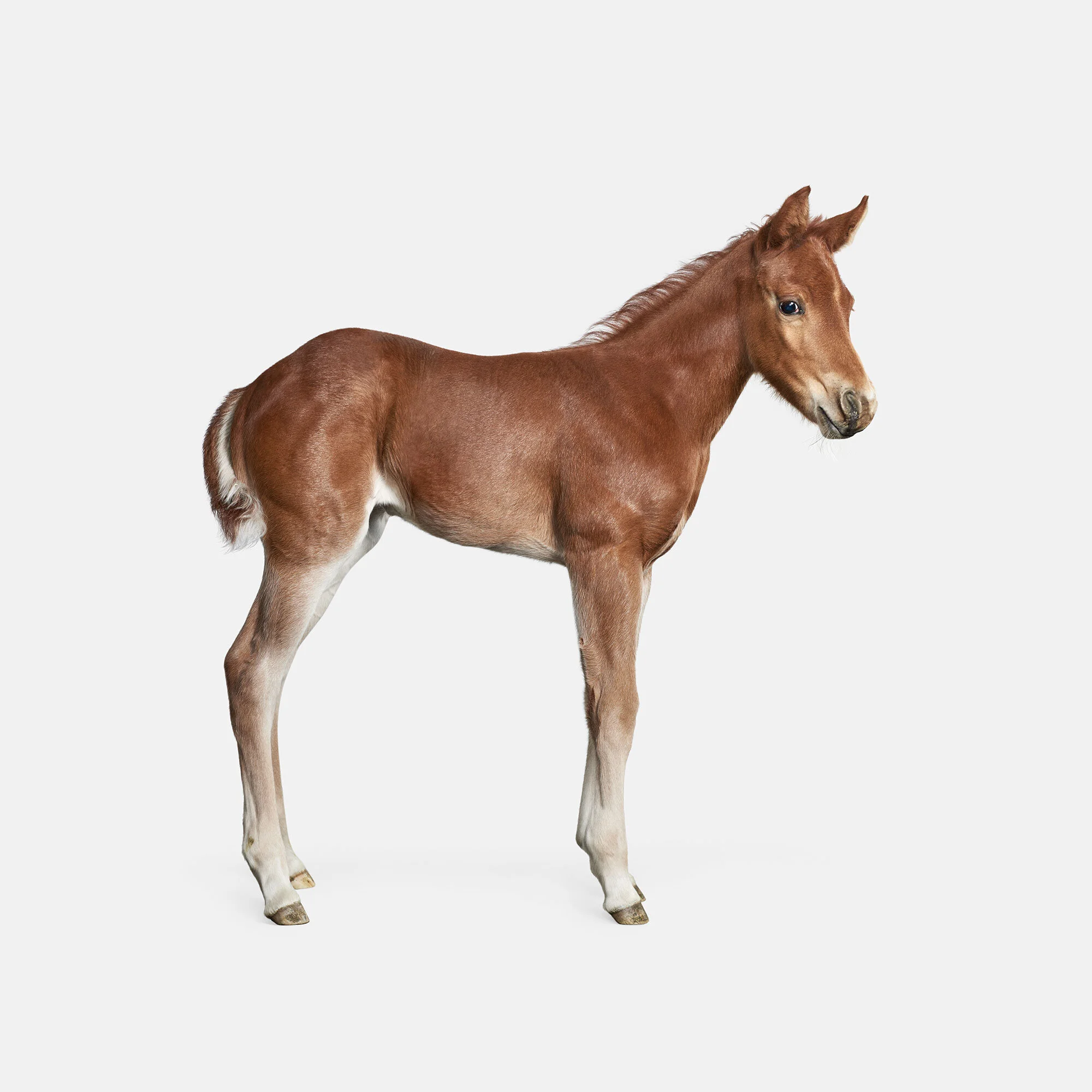088_Foal-No-1_VF.jpg