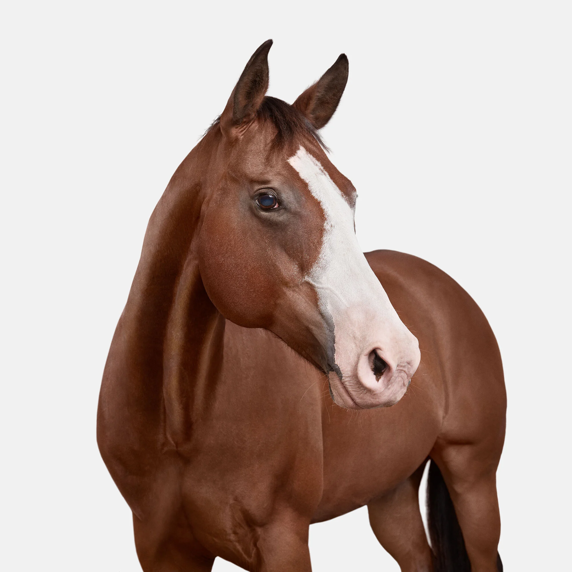 089_American_Quarter_Horse_01_VF.jpg