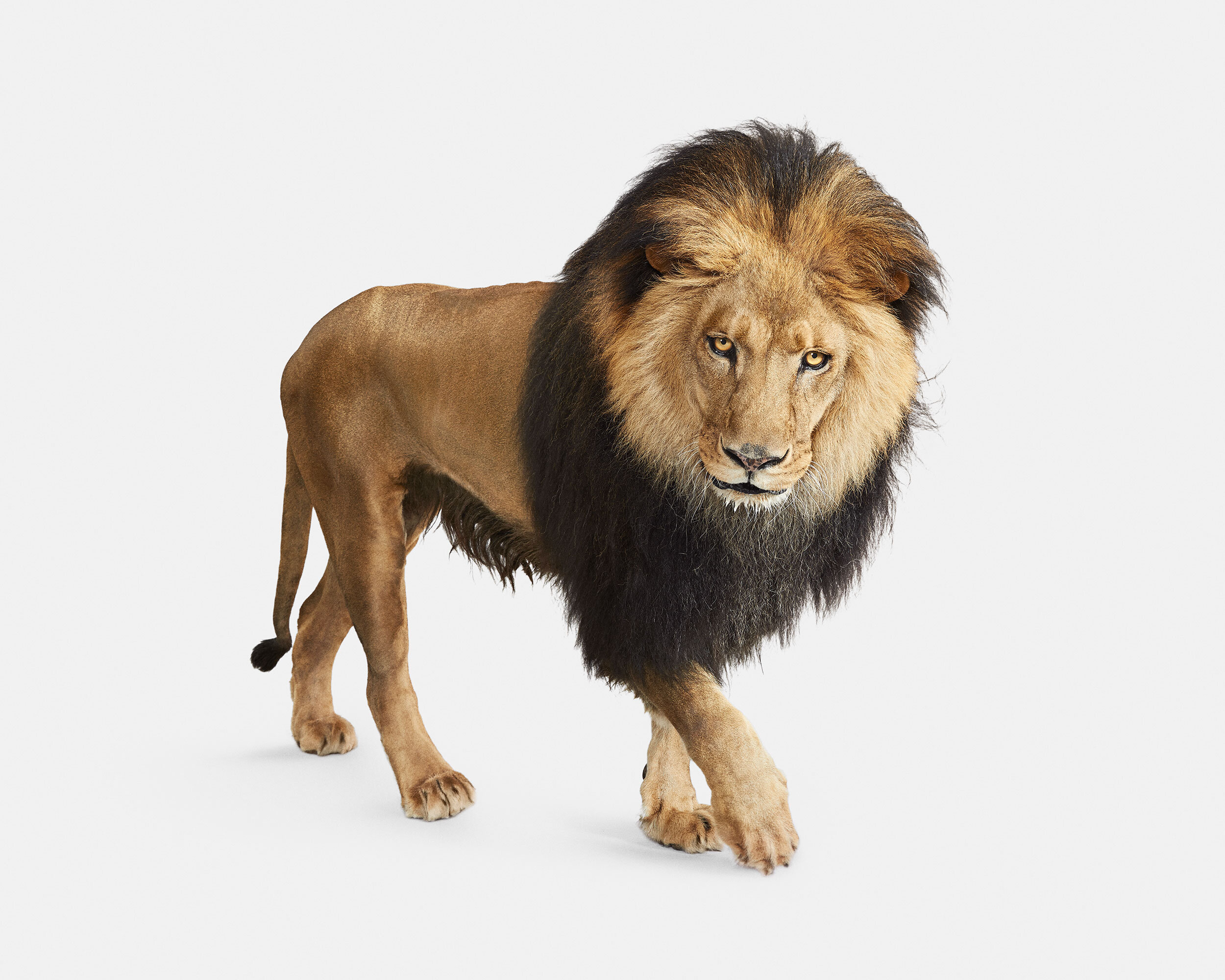 091_Lion_05_VF.jpg