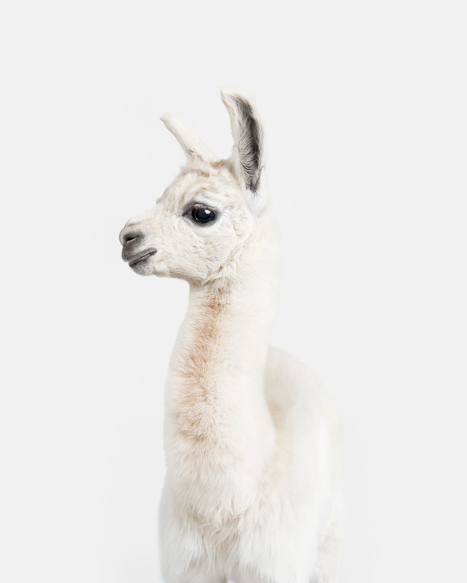 069_Llama_Baby_VF.jpg