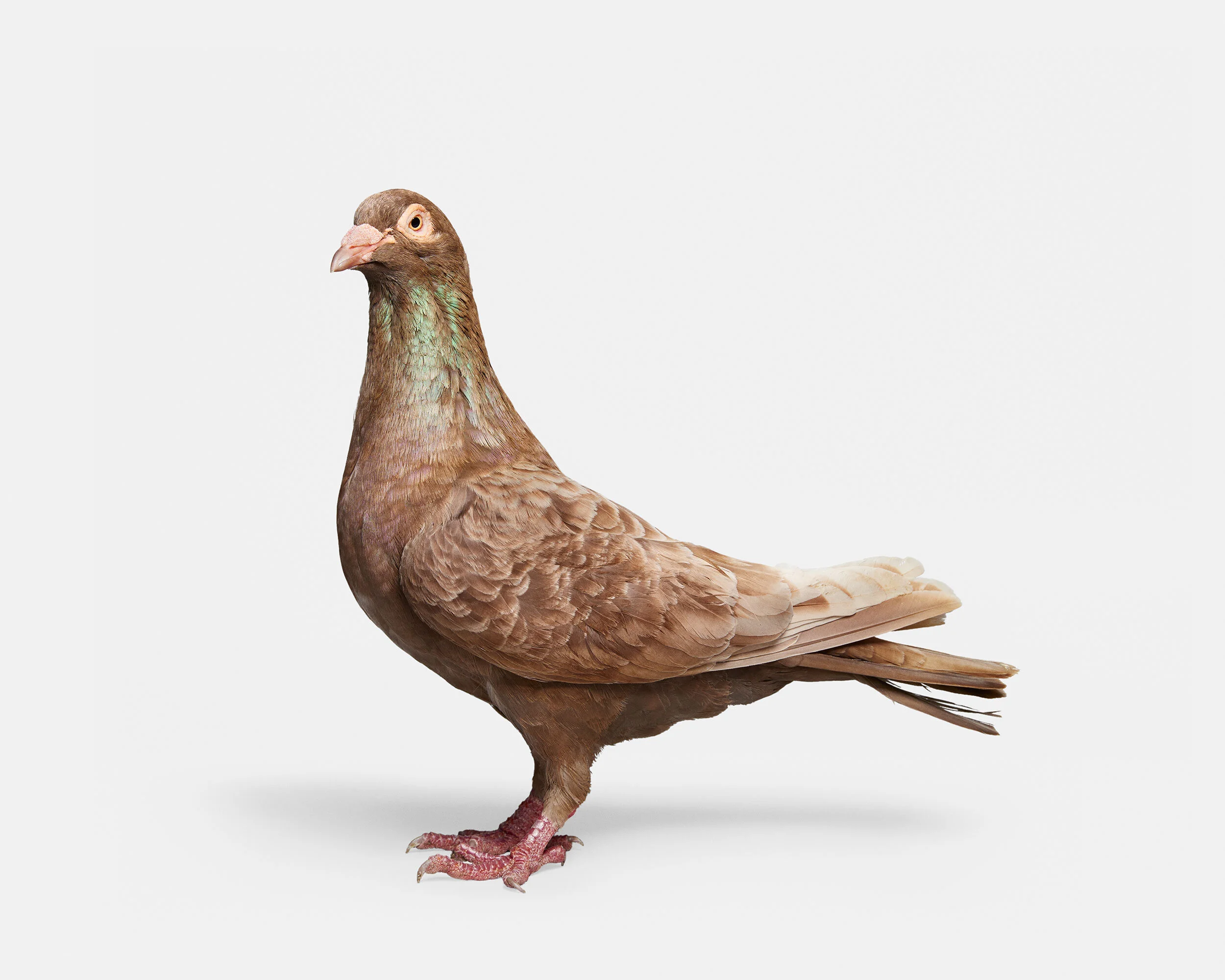 083_Pigeon_02_Brown_40x50.jpg