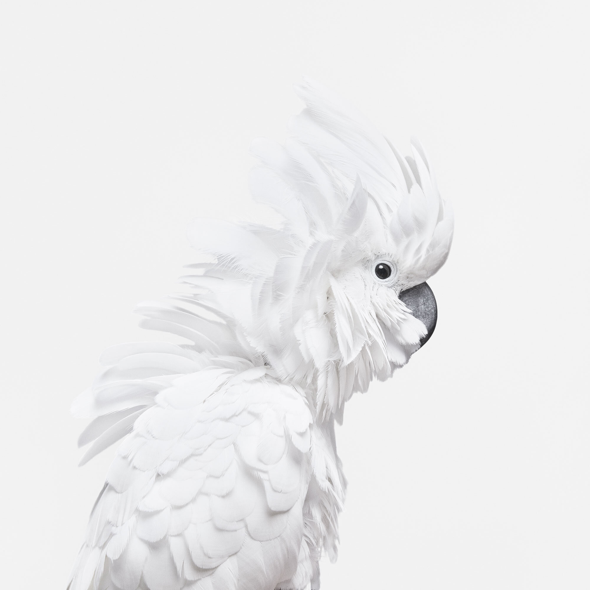 101_White_Cockatoo_01a_VF_v2.jpg