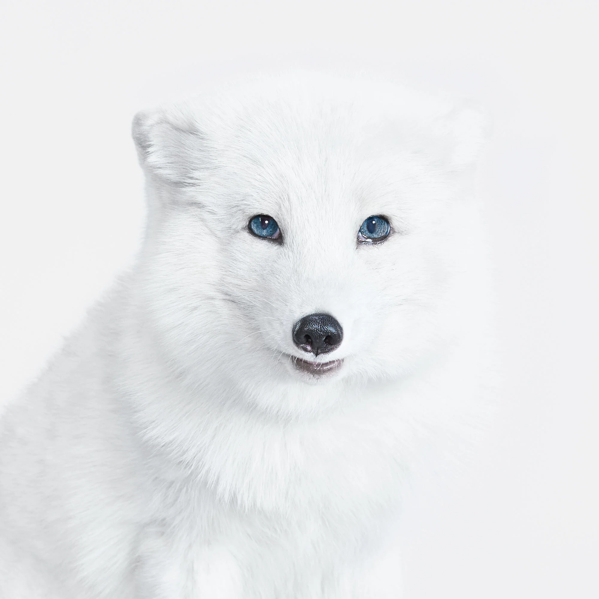 103_Arctic_Fox_02_VF.jpg