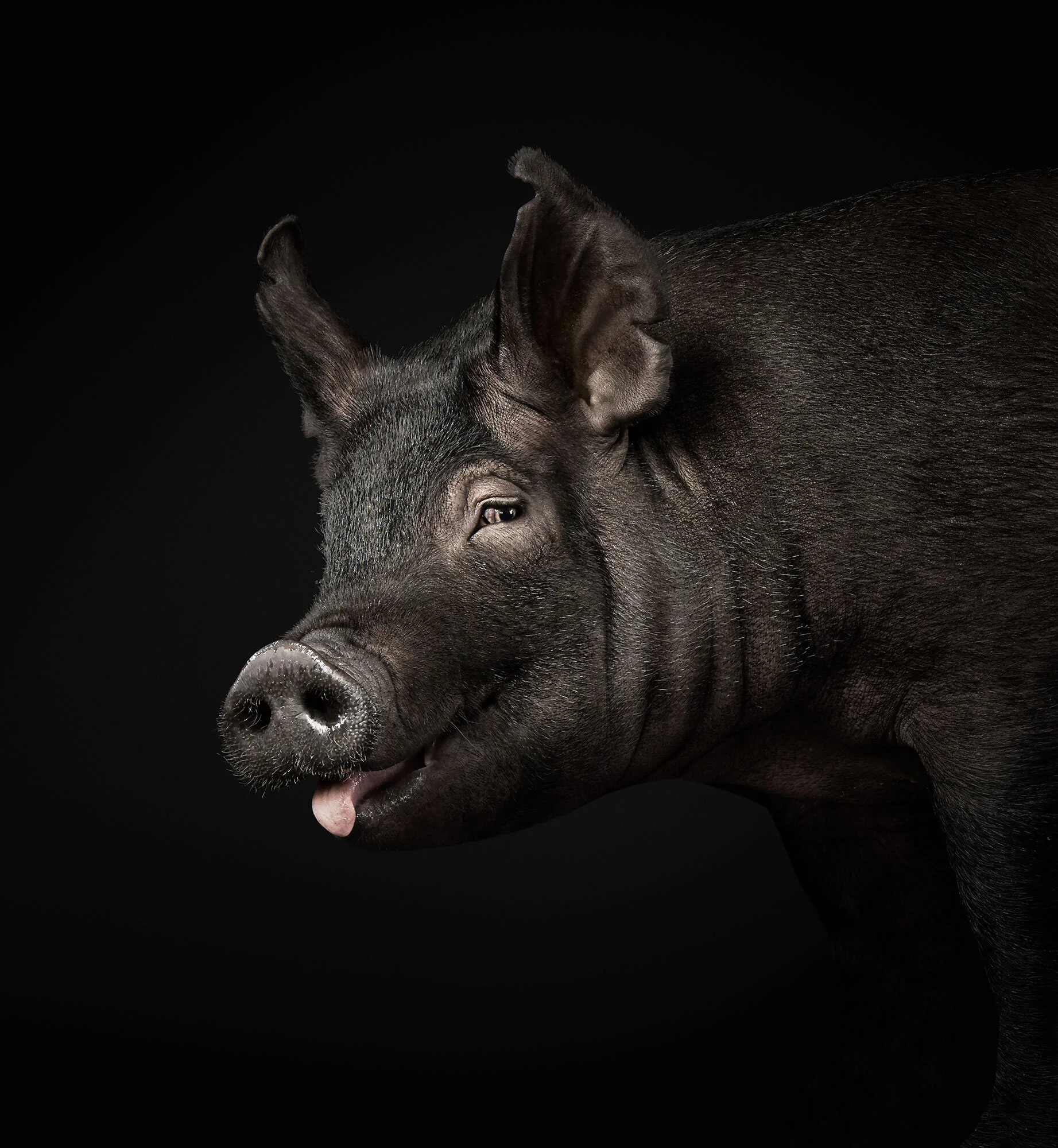 108_black-pig_VF.jpg