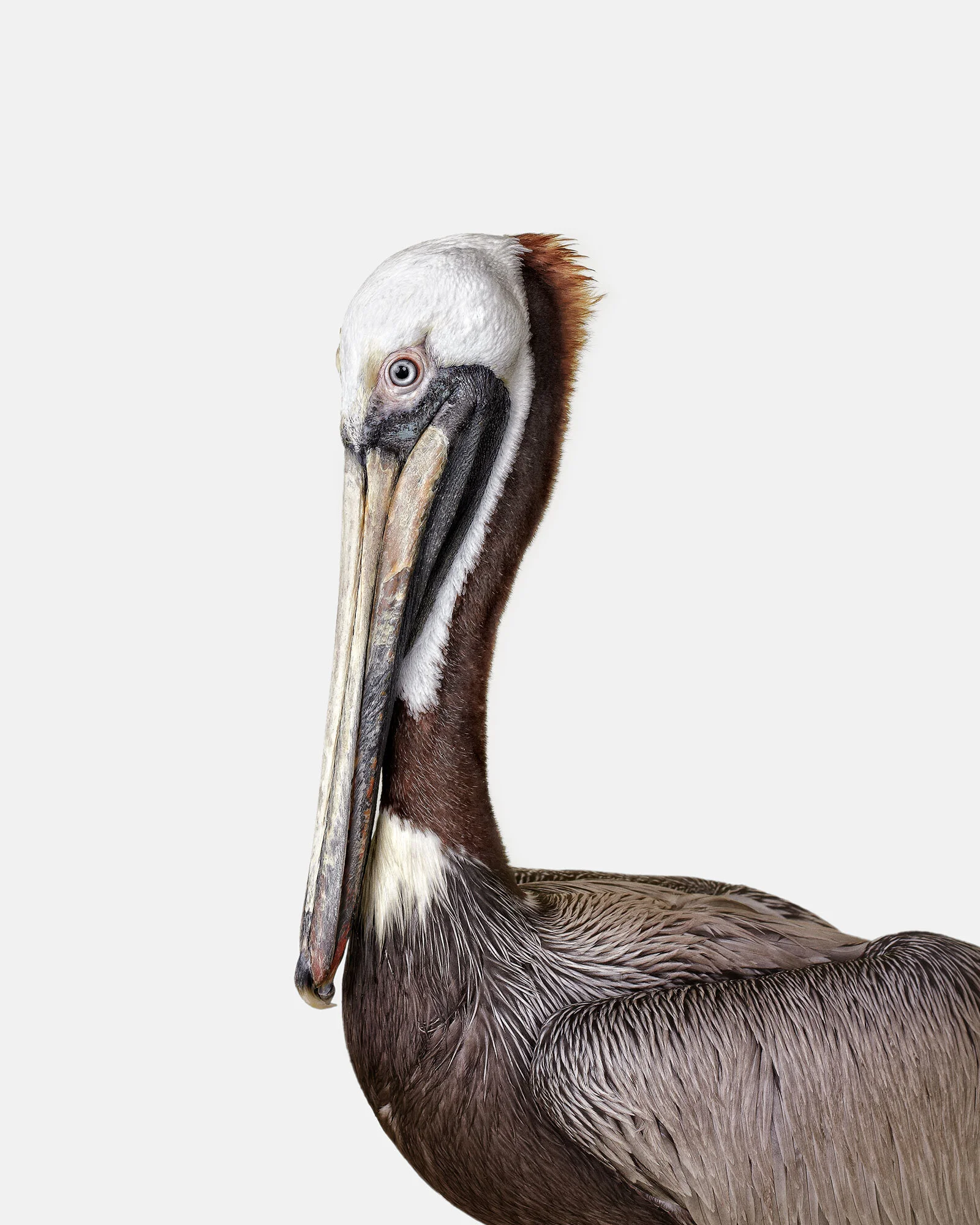 119_Brown_Pelican_01_VF.jpg