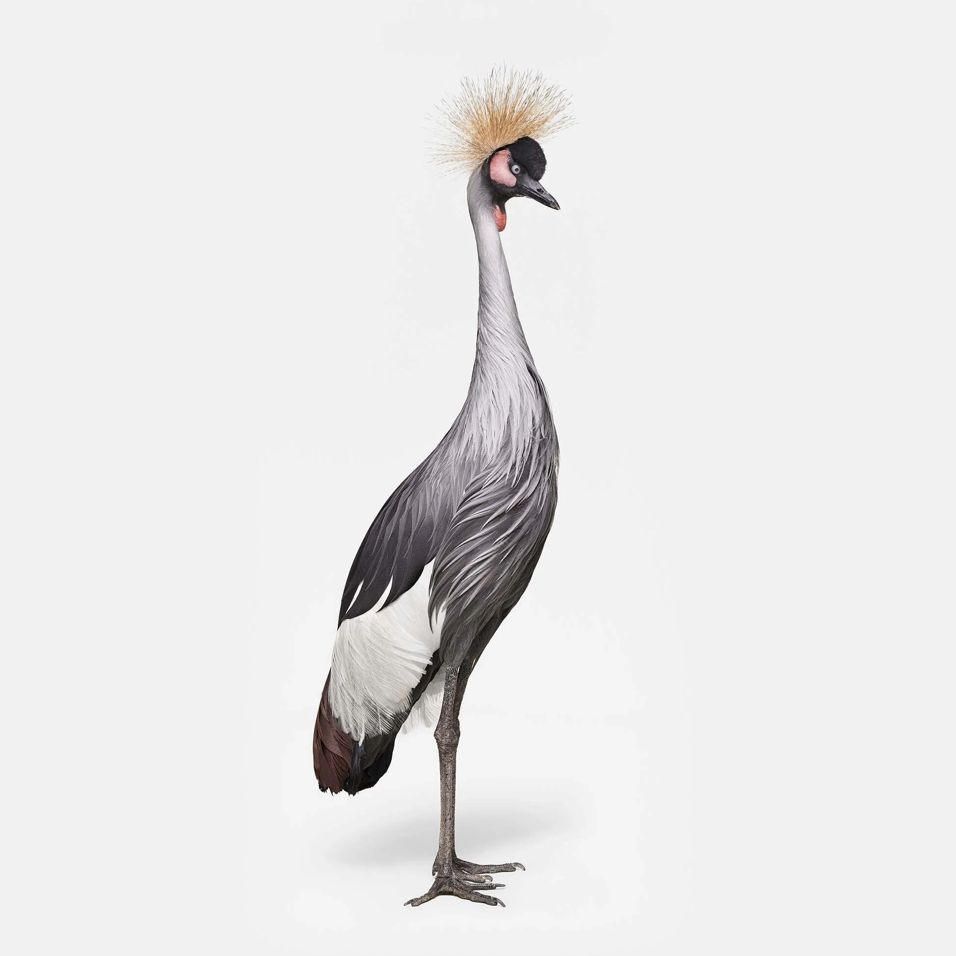 African Crane No. 1