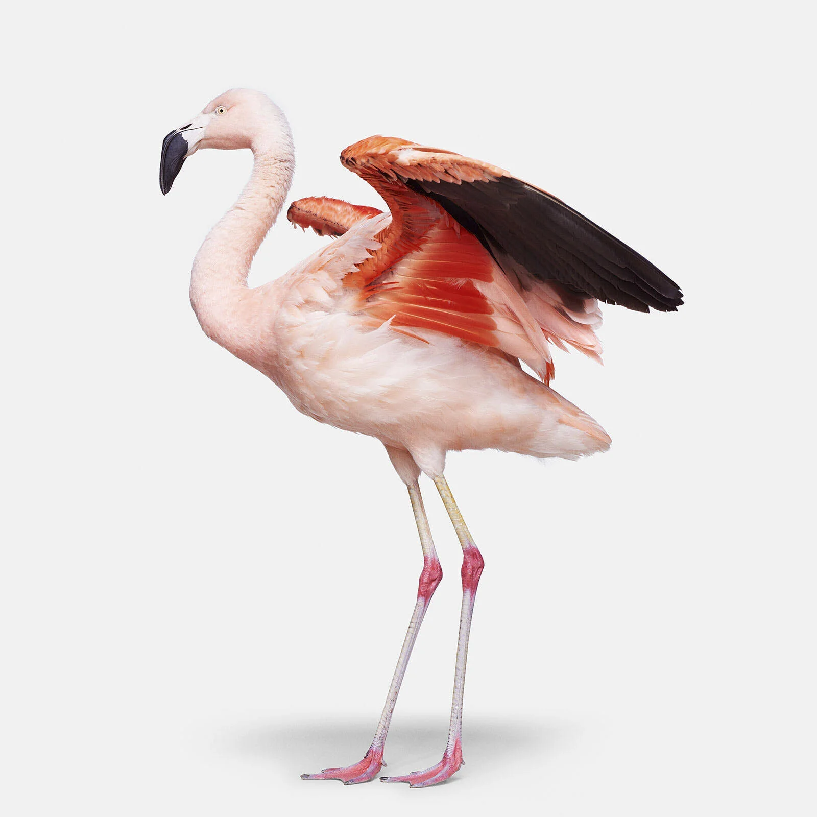 Flamingo No. 2