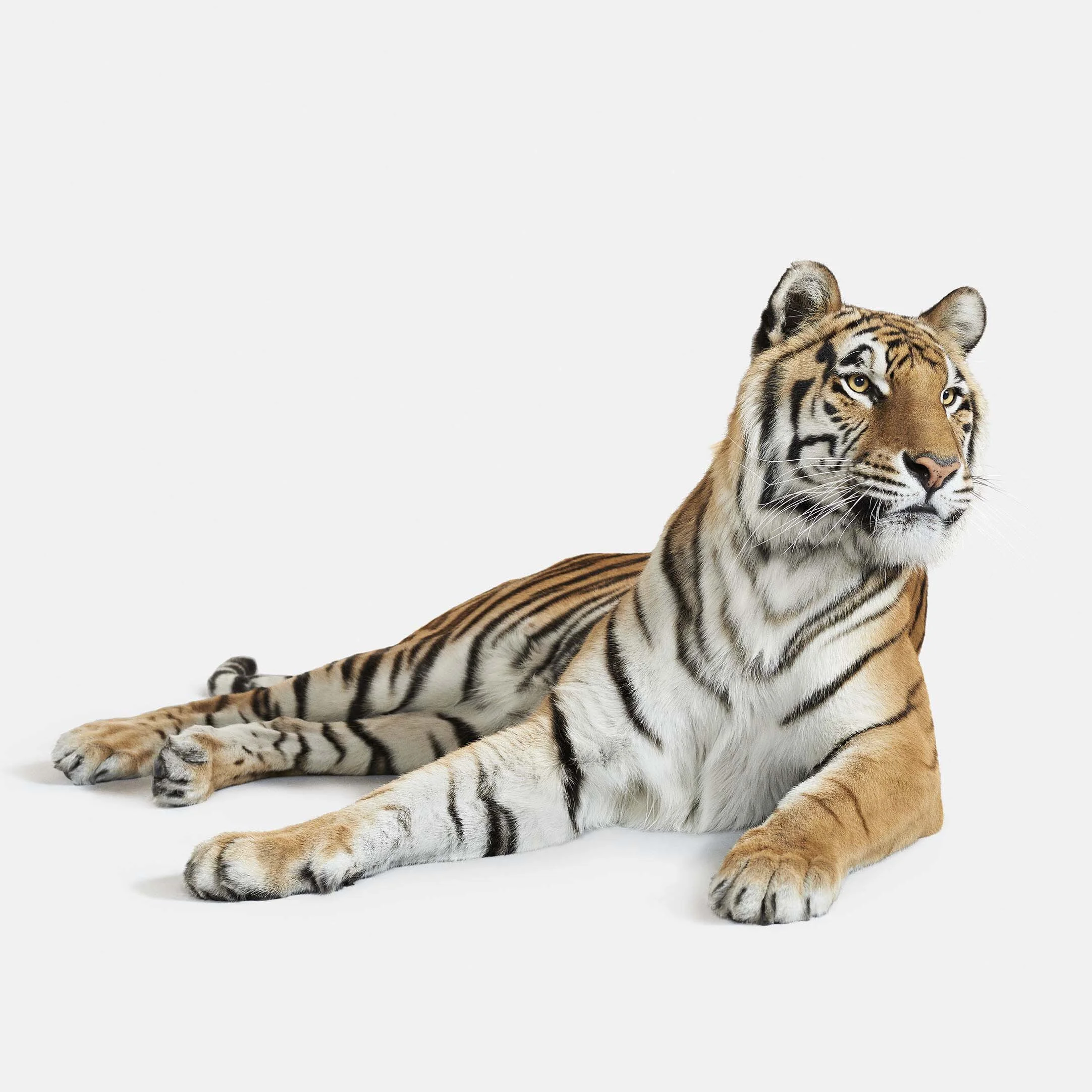 Bengal Tiger No. 3