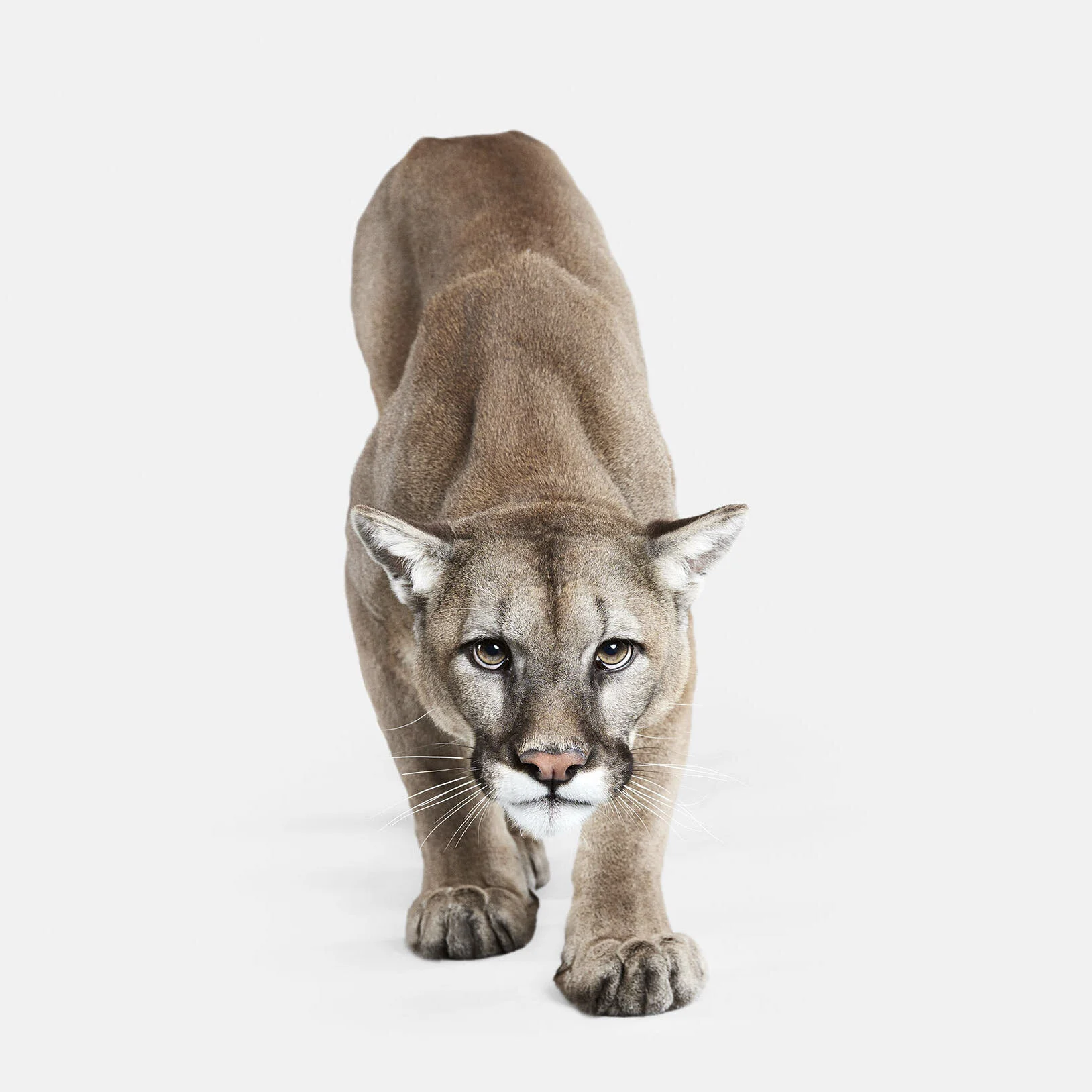 Mountain Lion No. 2