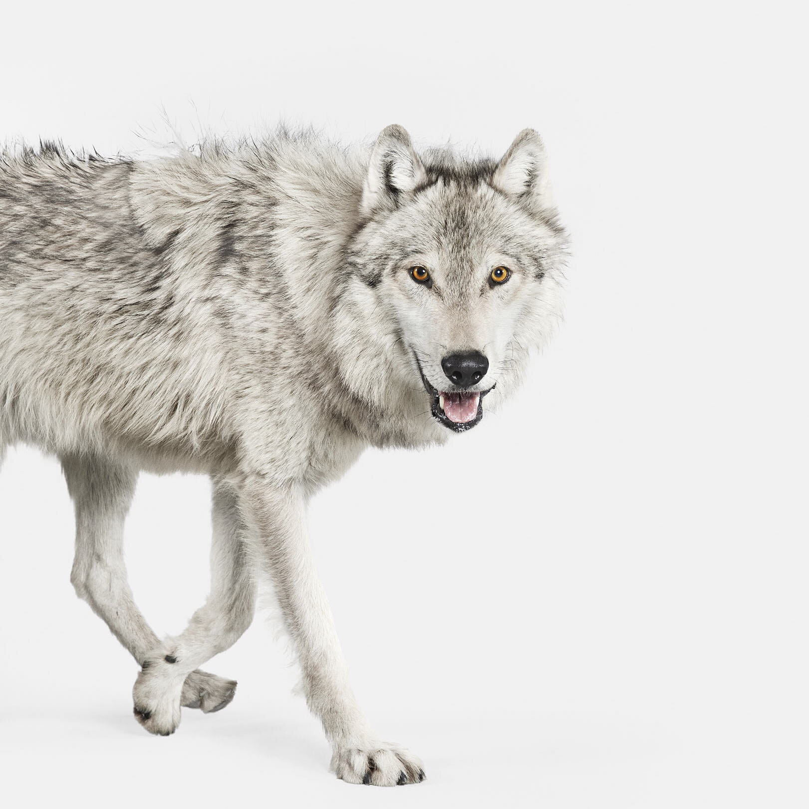 Gray Timber Wolf
