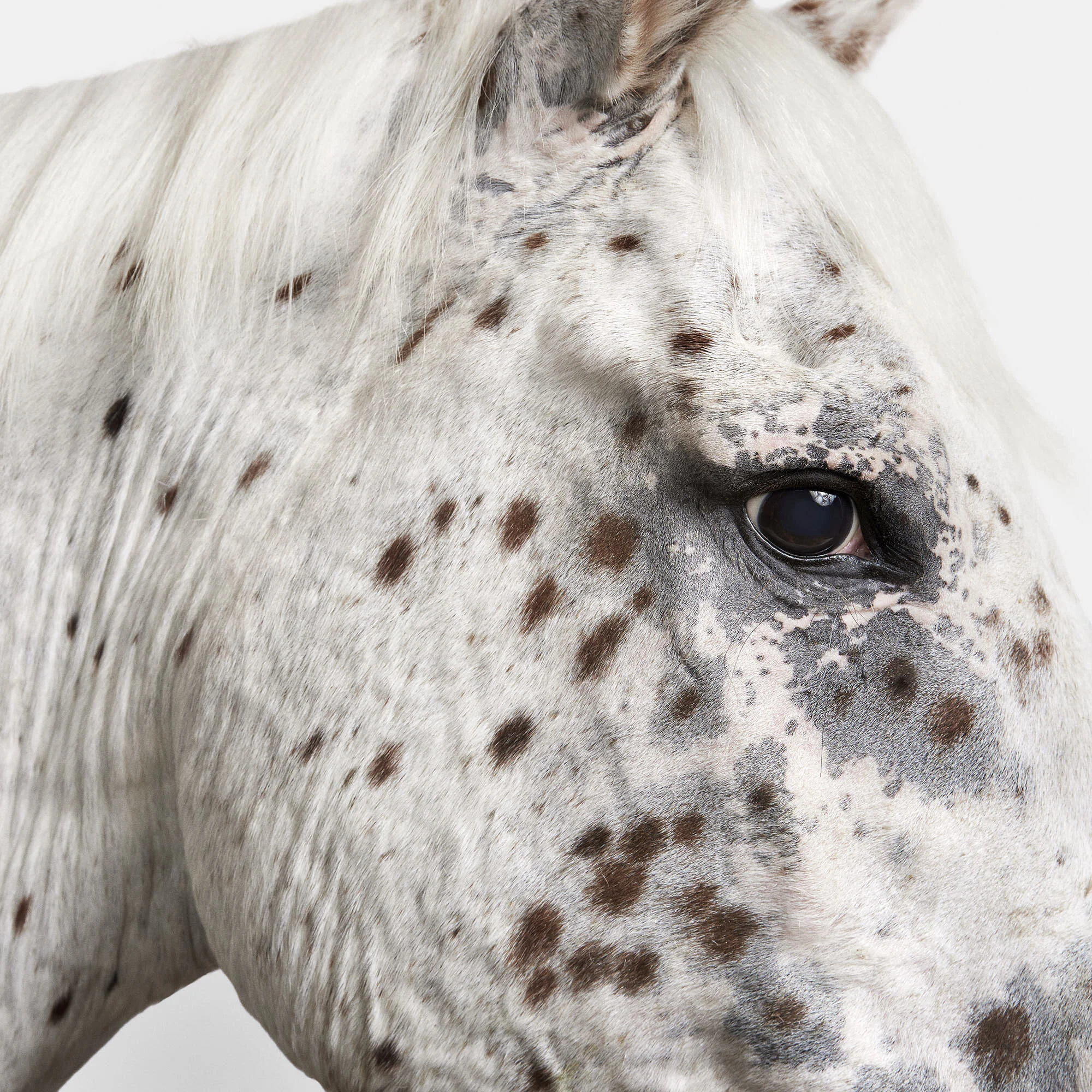 Leopard Appaloosa Horse No. 1