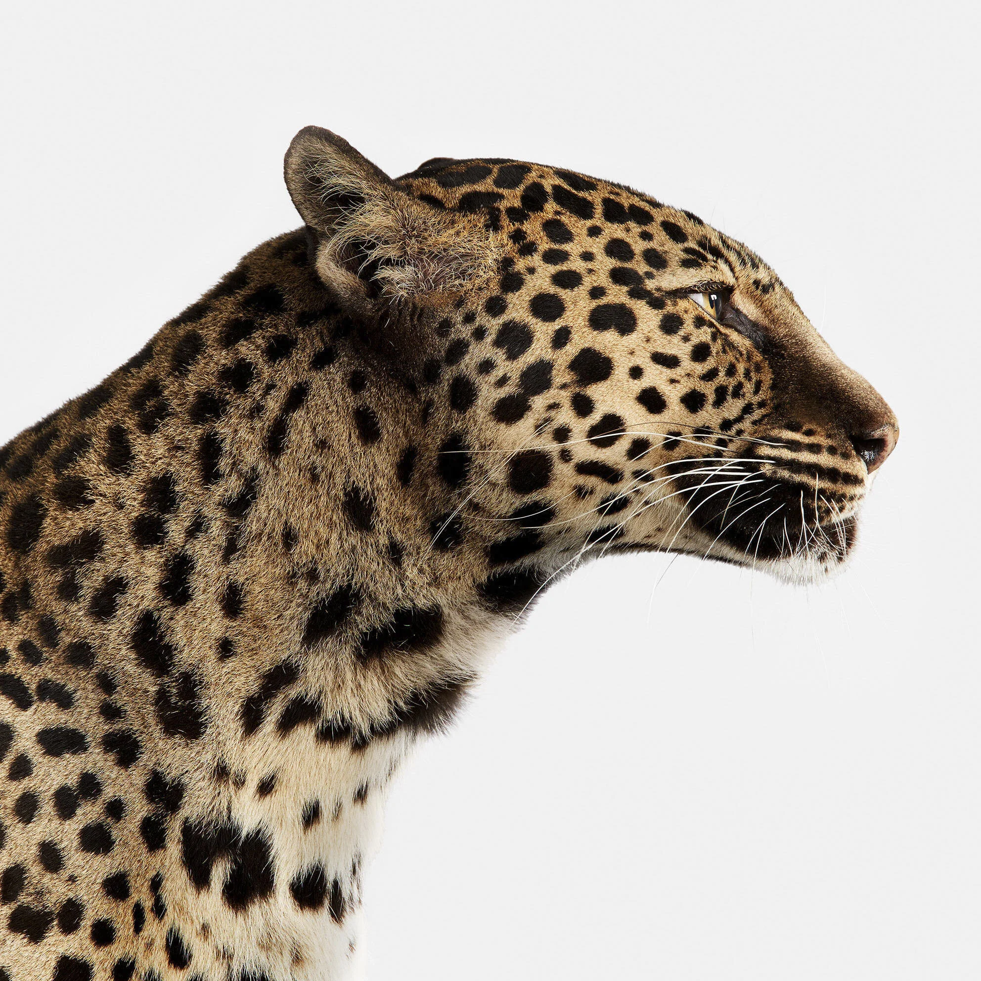 Spotted Leopard No. 1