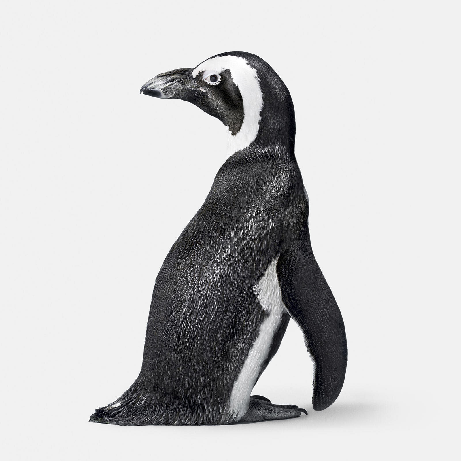 Penguin No. 2