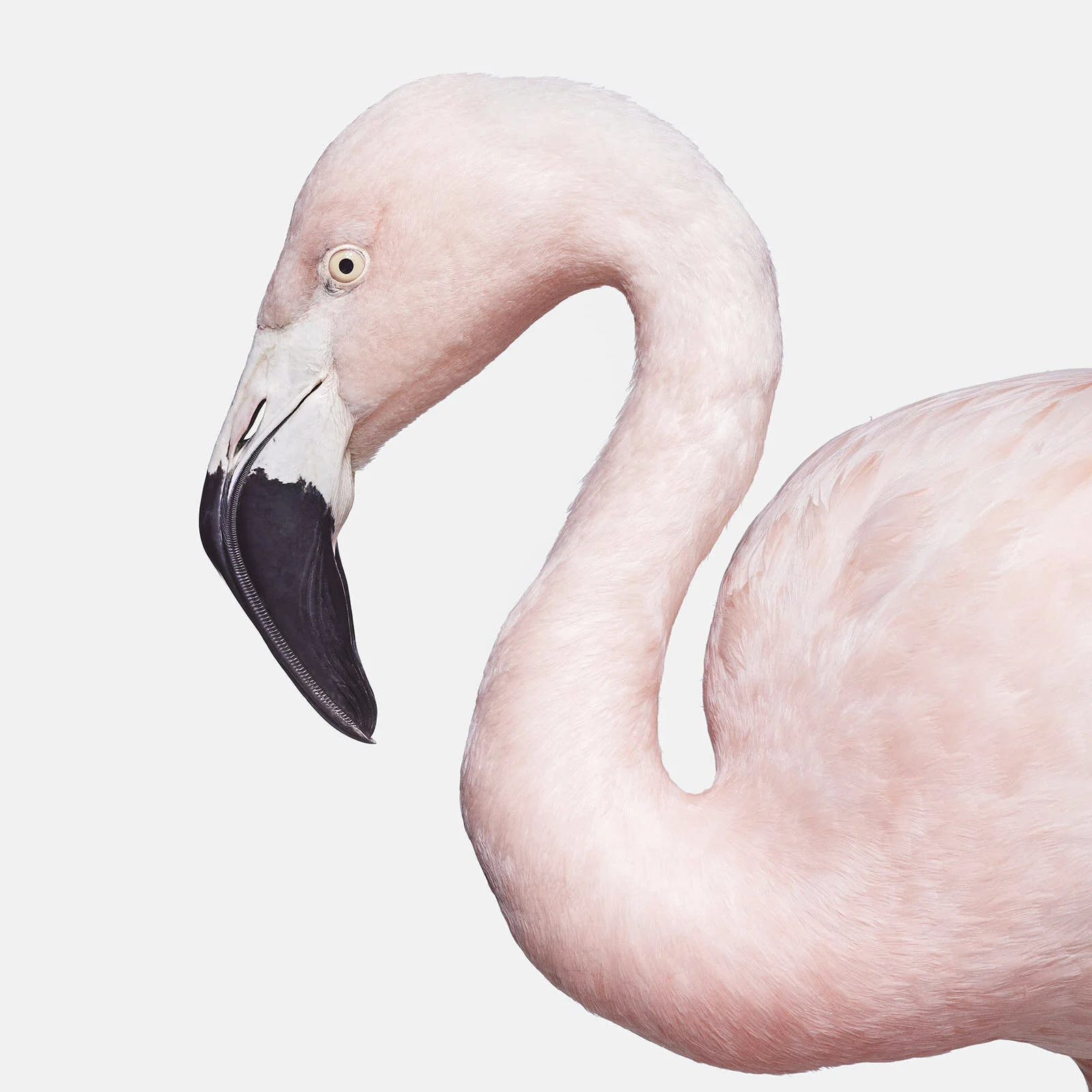 Flamingo No. 3