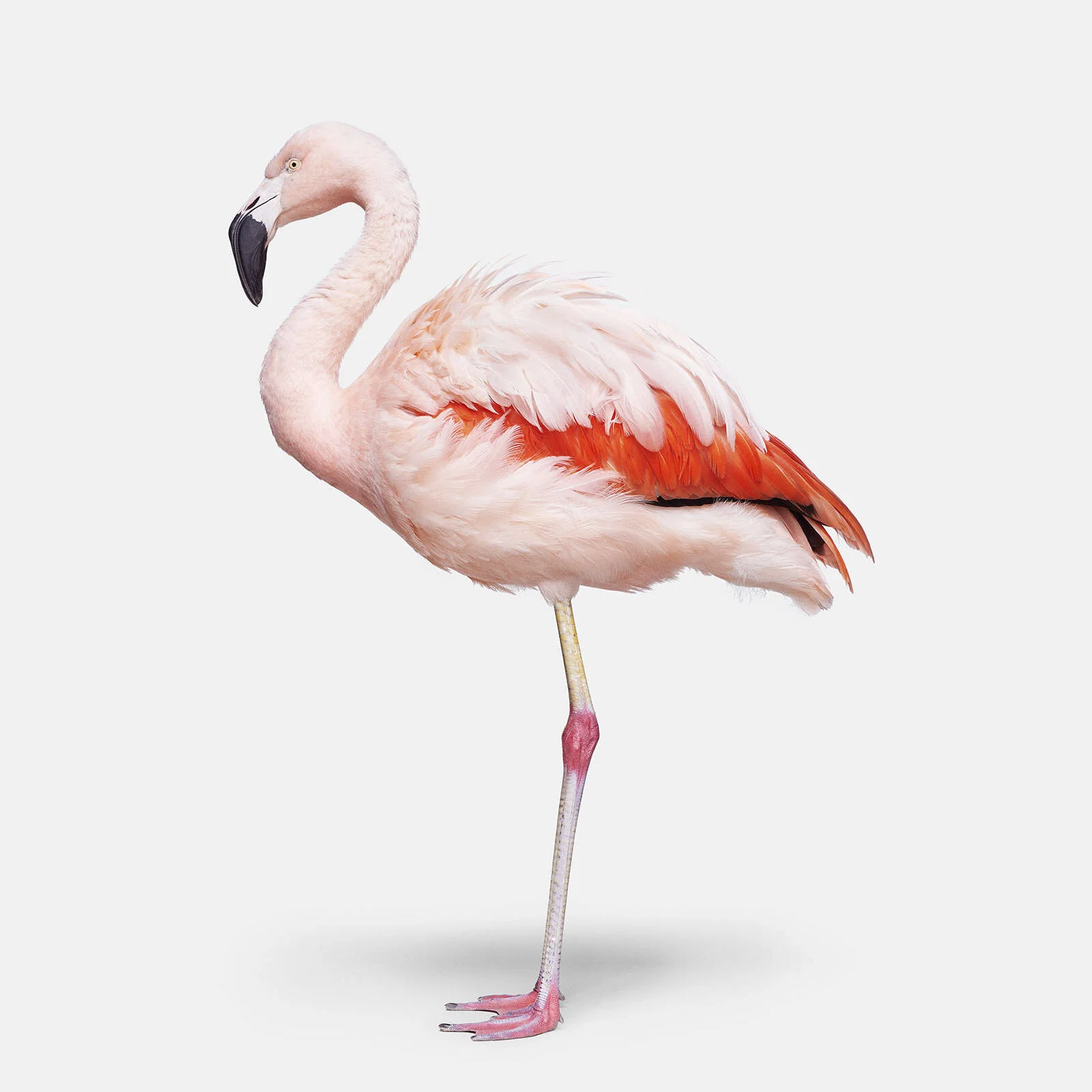 Flamingo No. 1