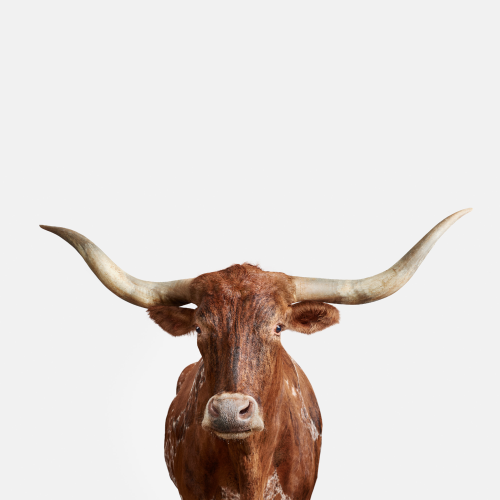 Longhorn No. 7