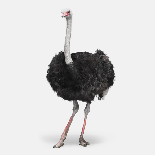 Ostrich No. 1