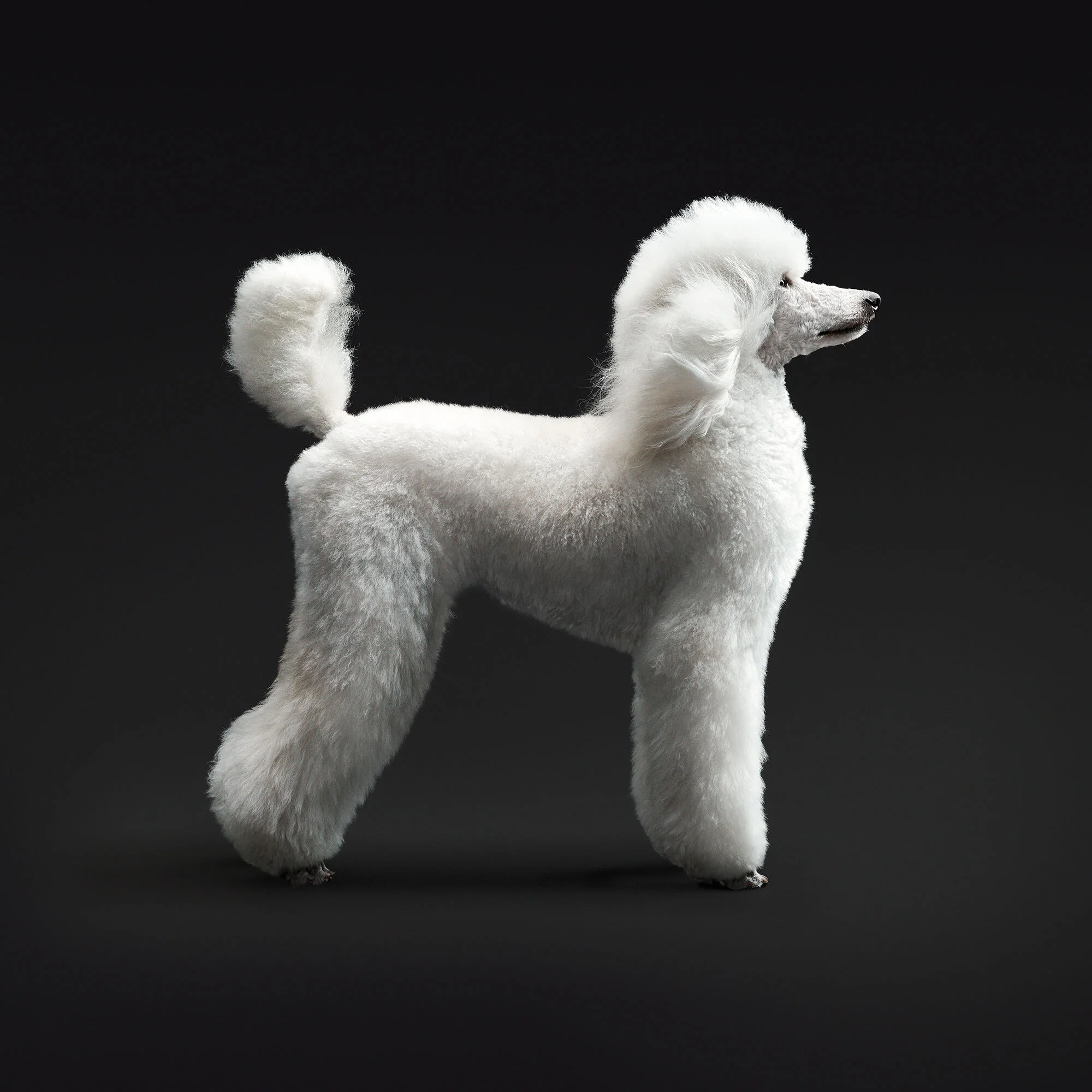 031_09_Porche_WhitePoodle_01838.jpg