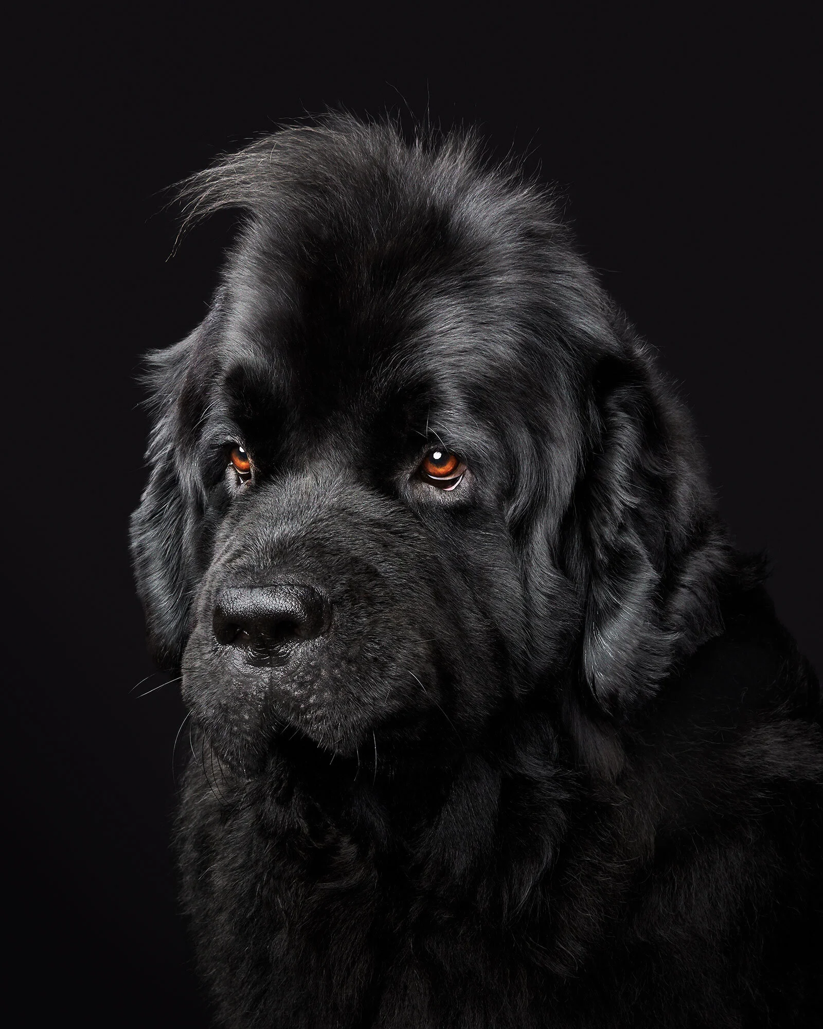 039_013_Dexter_NewFoundland_02553.jpg