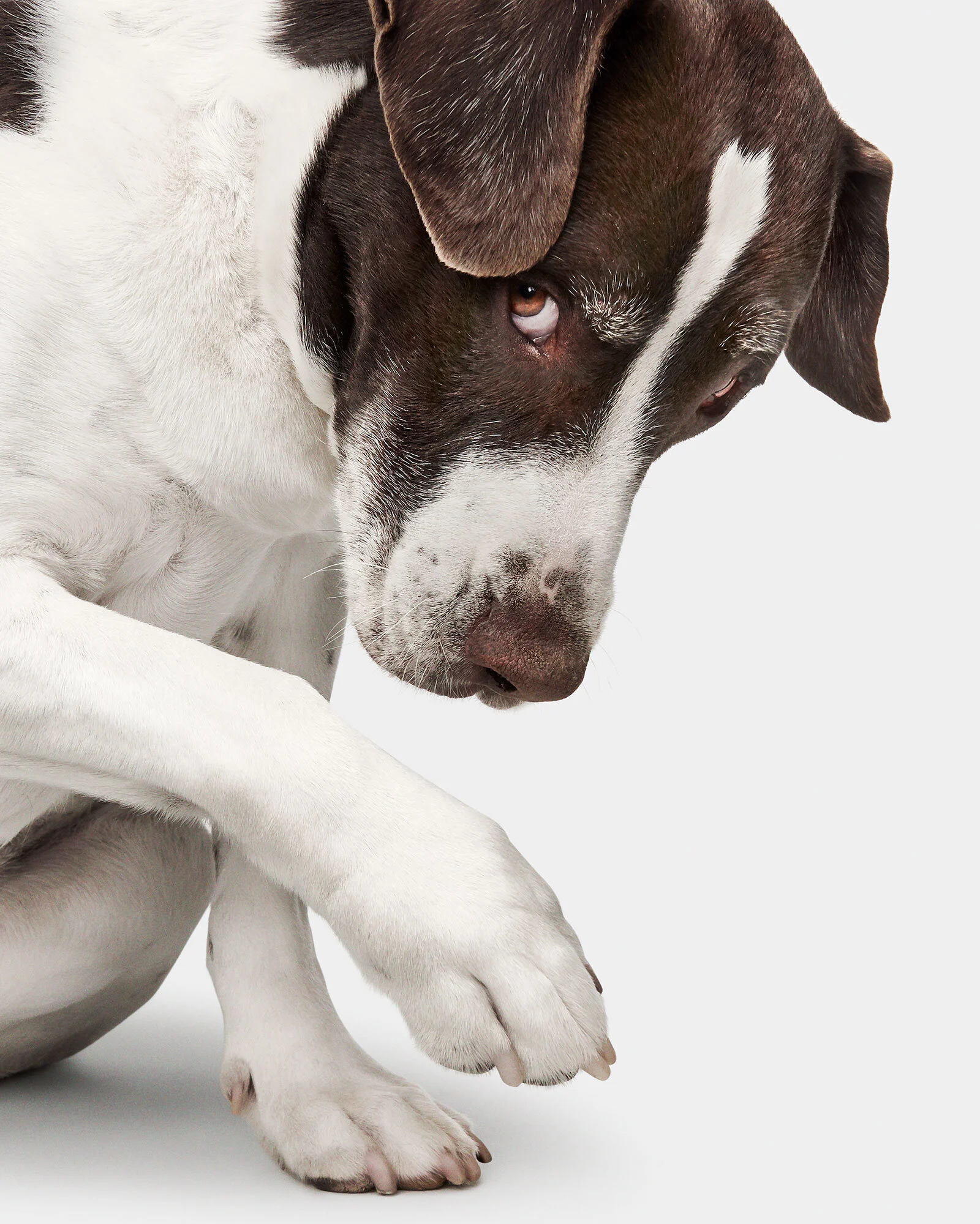 067_011_Bandit_LabMix_02229.jpg