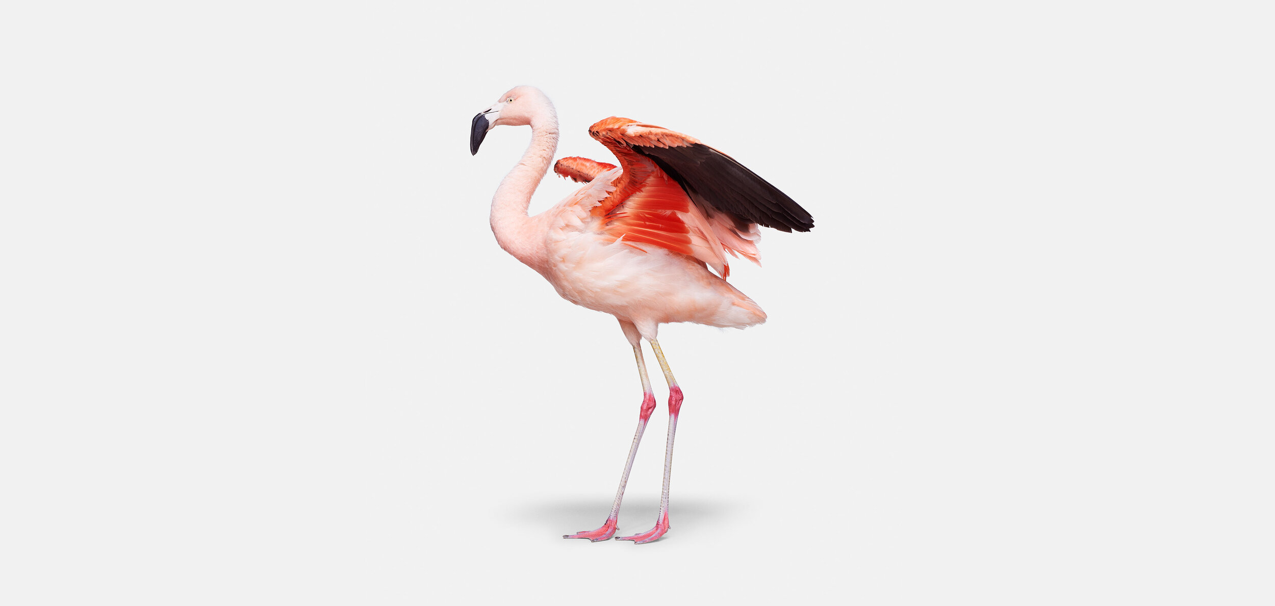 Flamingo_2_VF.jpg