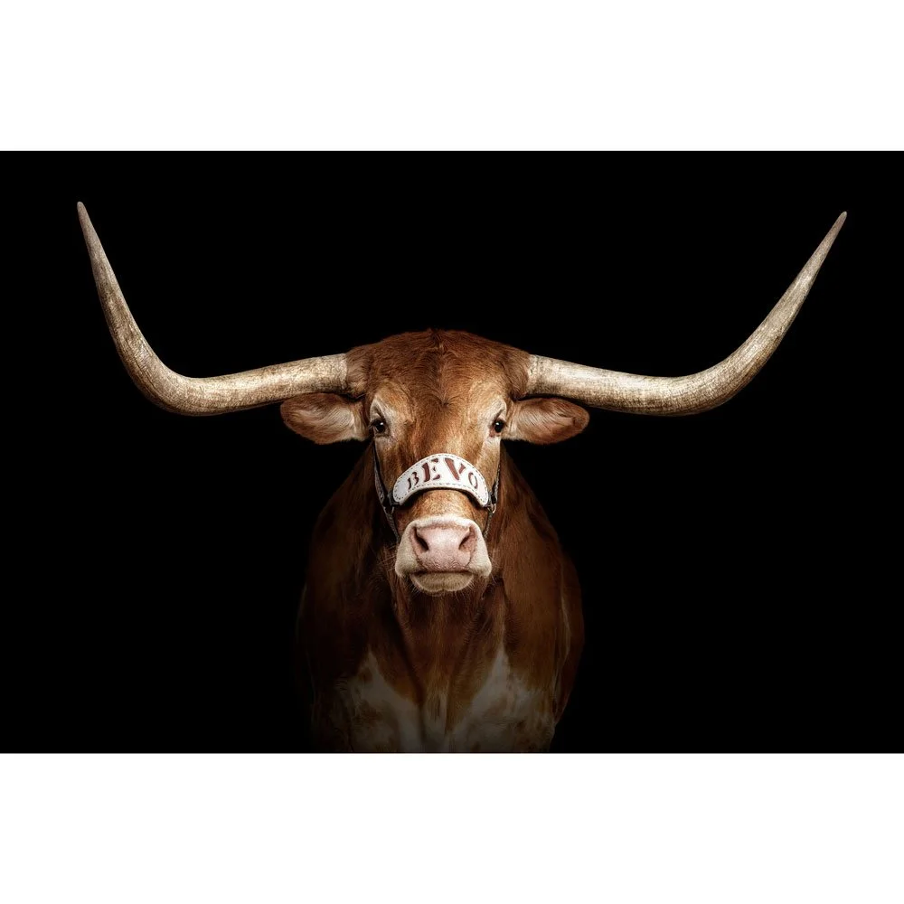 Bevo XV on Black (2022)