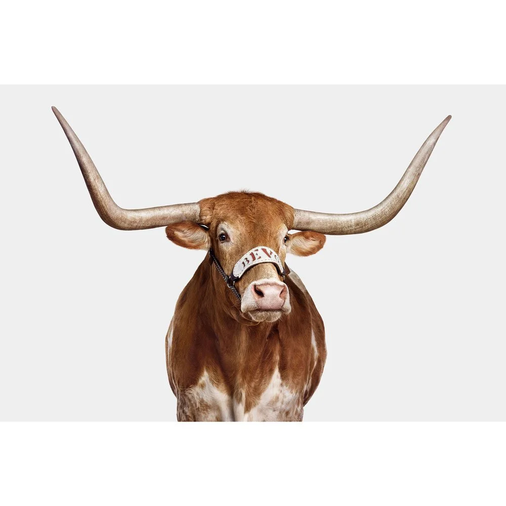 Bevo XV on Gray (2022)