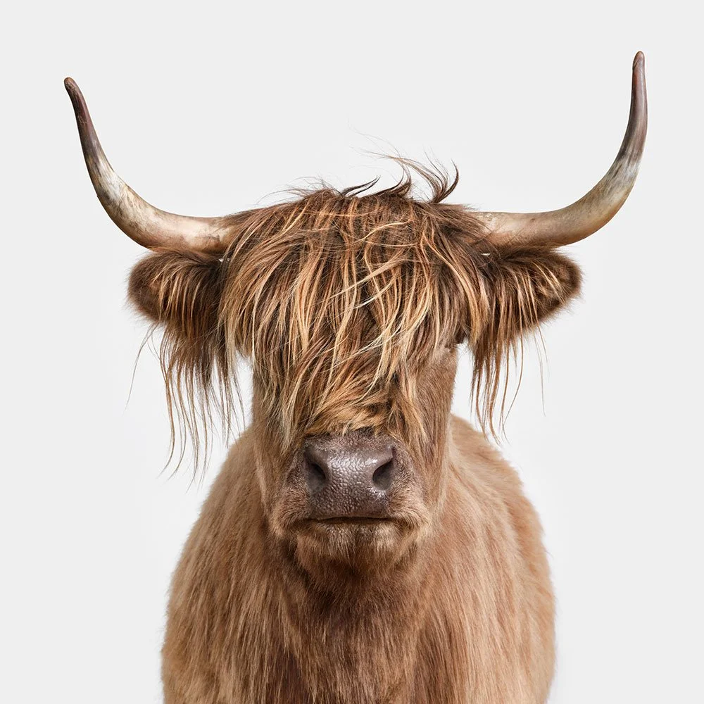 Highland Cow No. 5