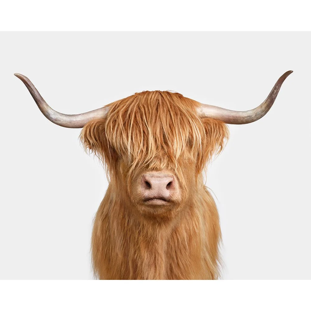 Highland Cow No. 6