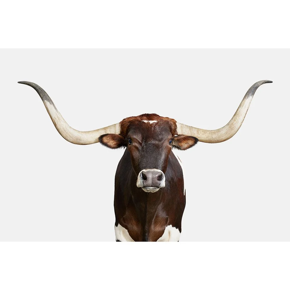 Longhorn No. 1