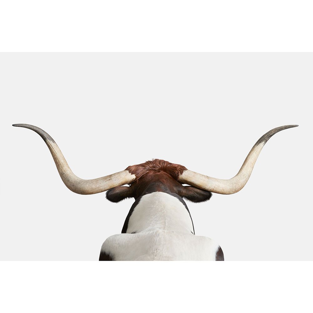 Longhorn No. 2