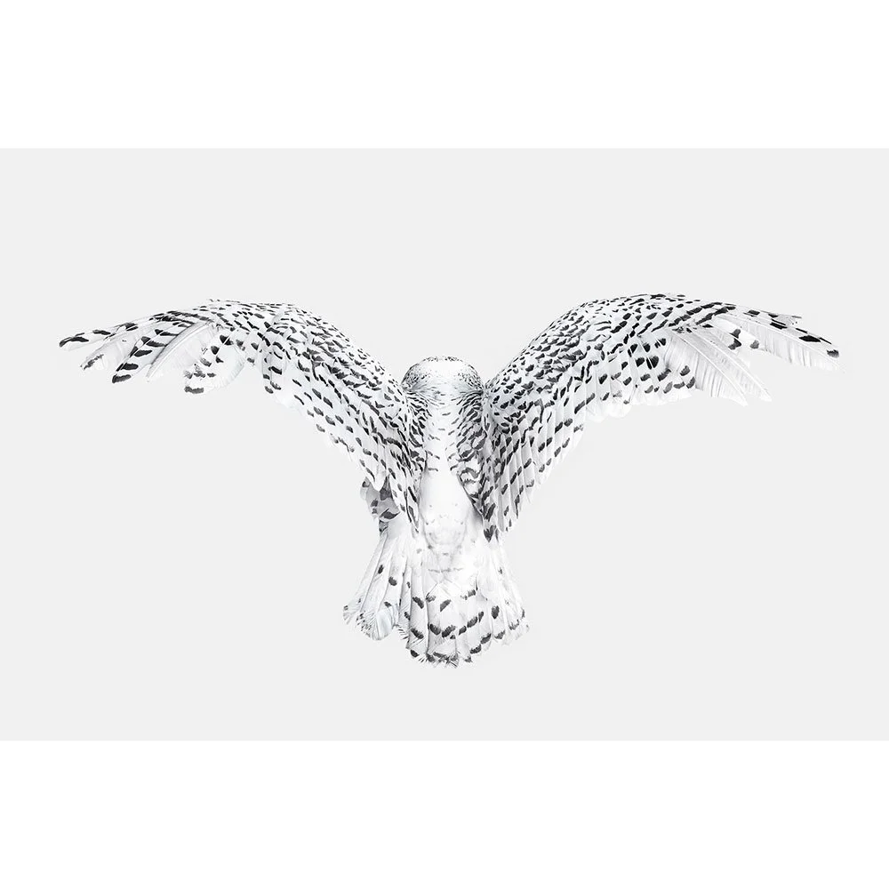 Snowy Owl Wings
