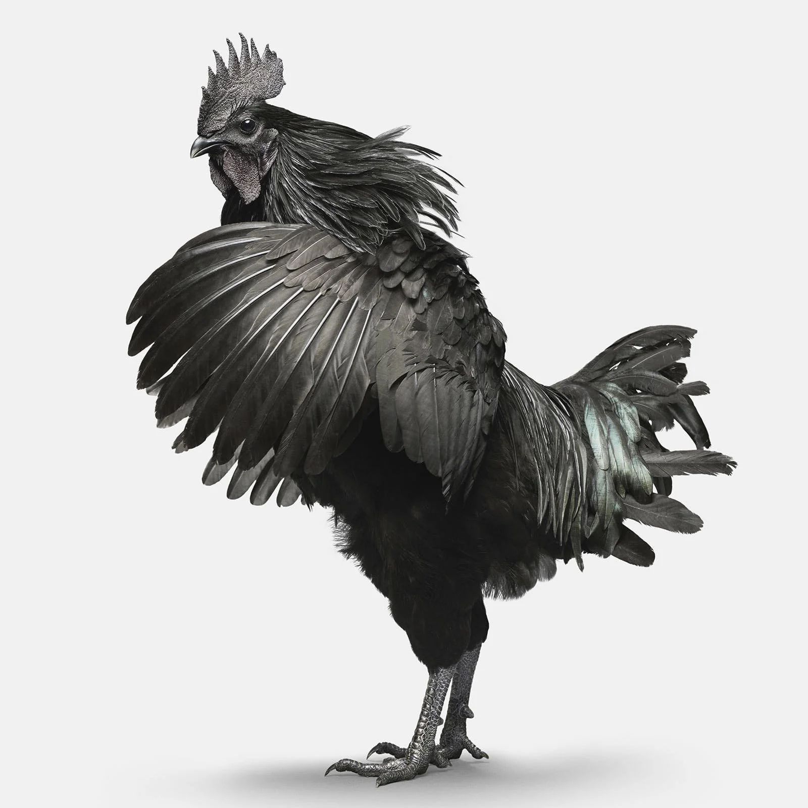 Ayam Cemani Rooster No. 1