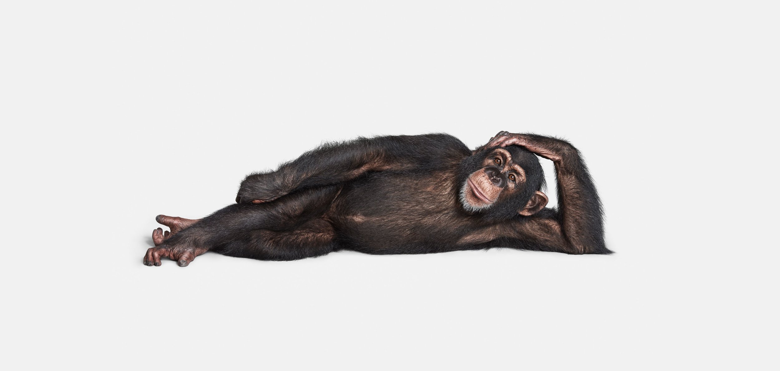 Chimp_02_VF-adjusted-banner.jpg