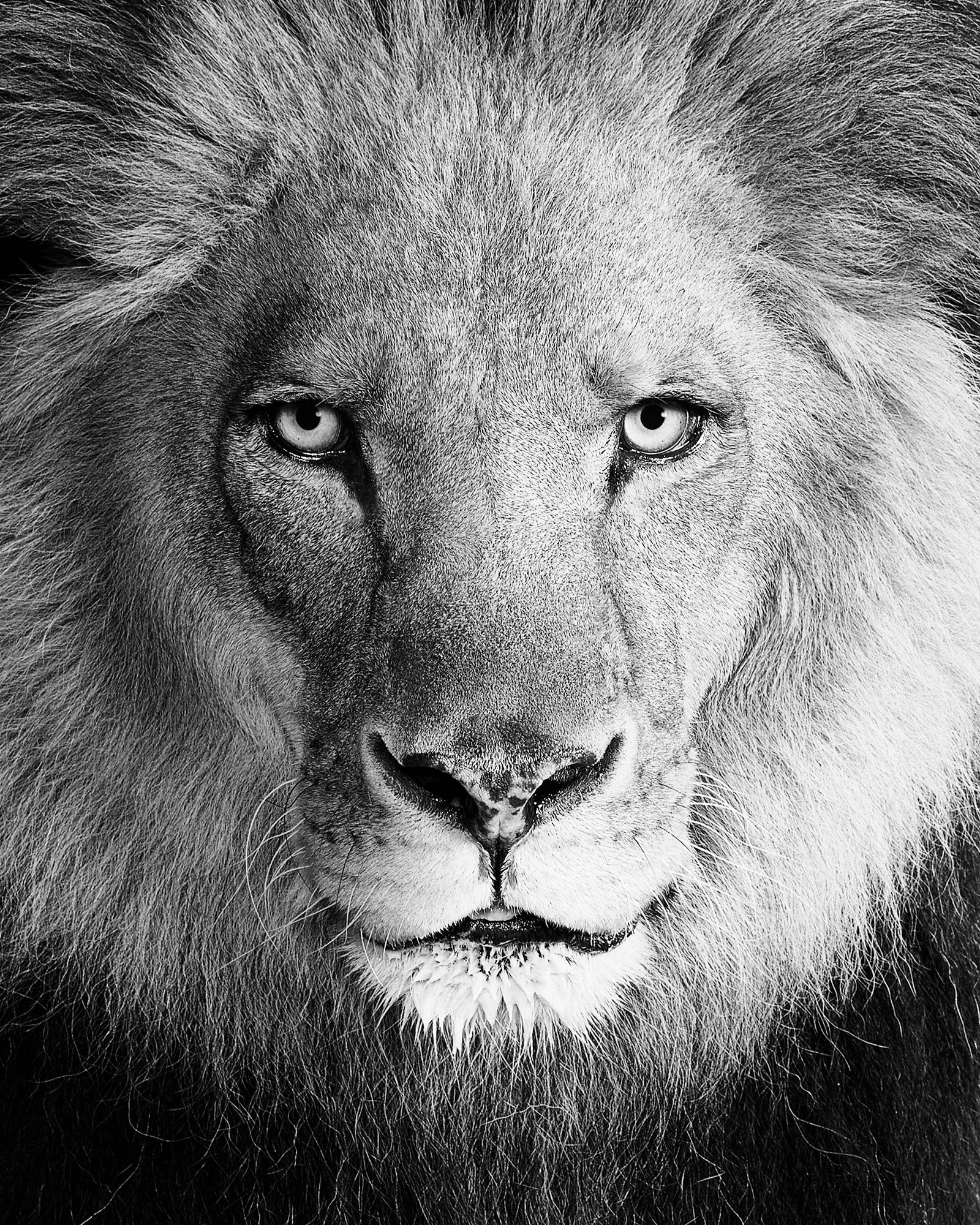 02_02Lion_01_BW_40x50.jpg