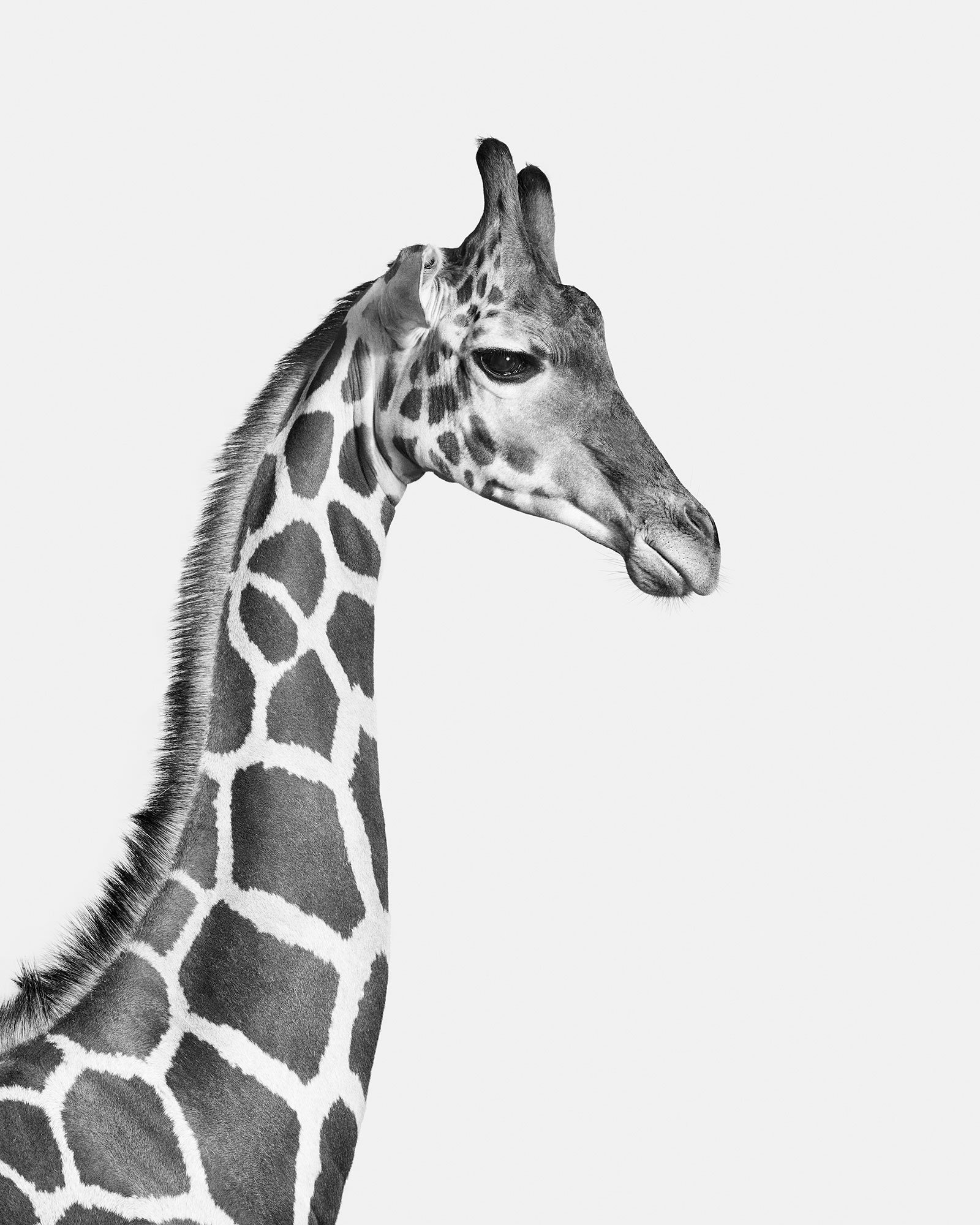 06_06Giraffe_01_BW_40x50.jpg