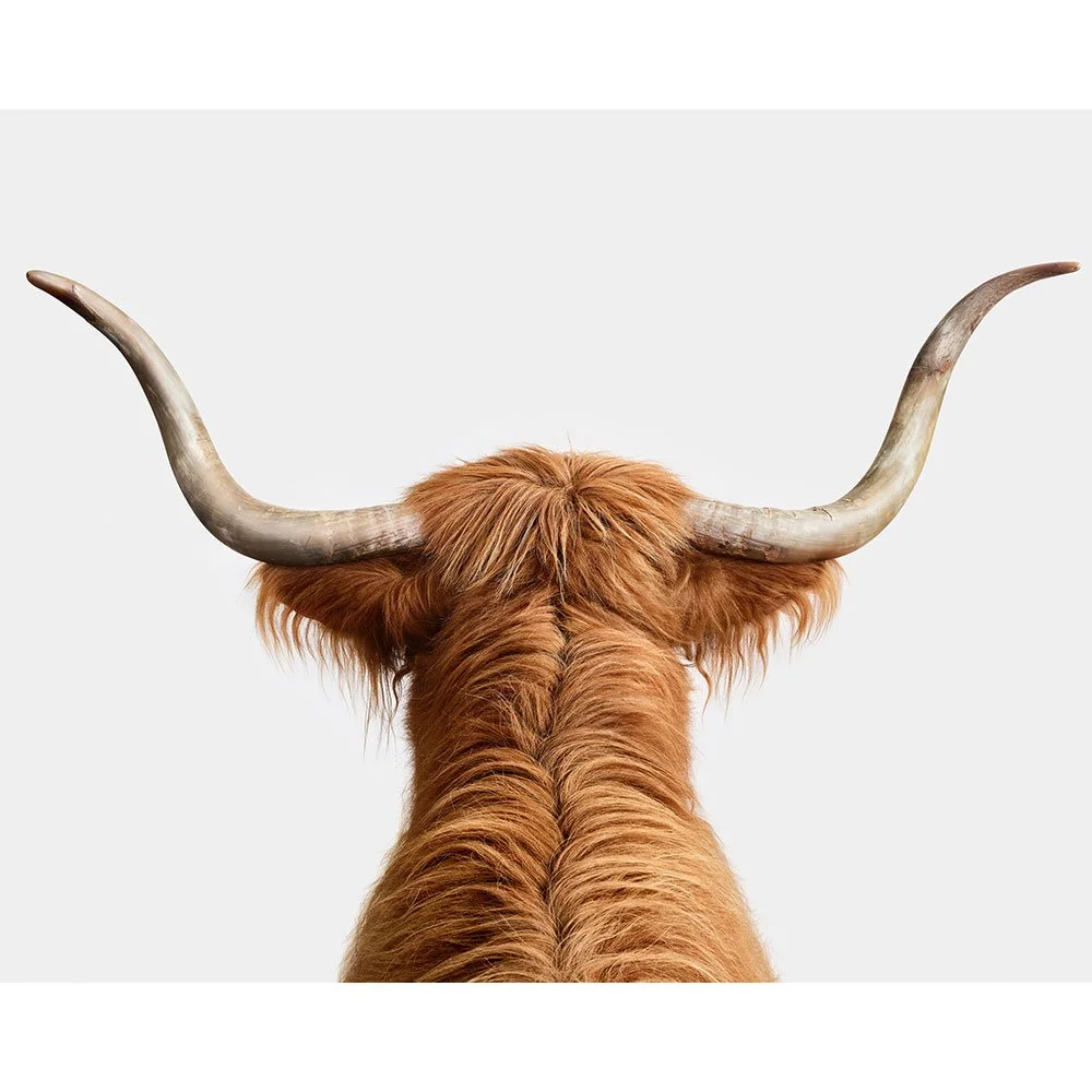 Highland Cow Horns