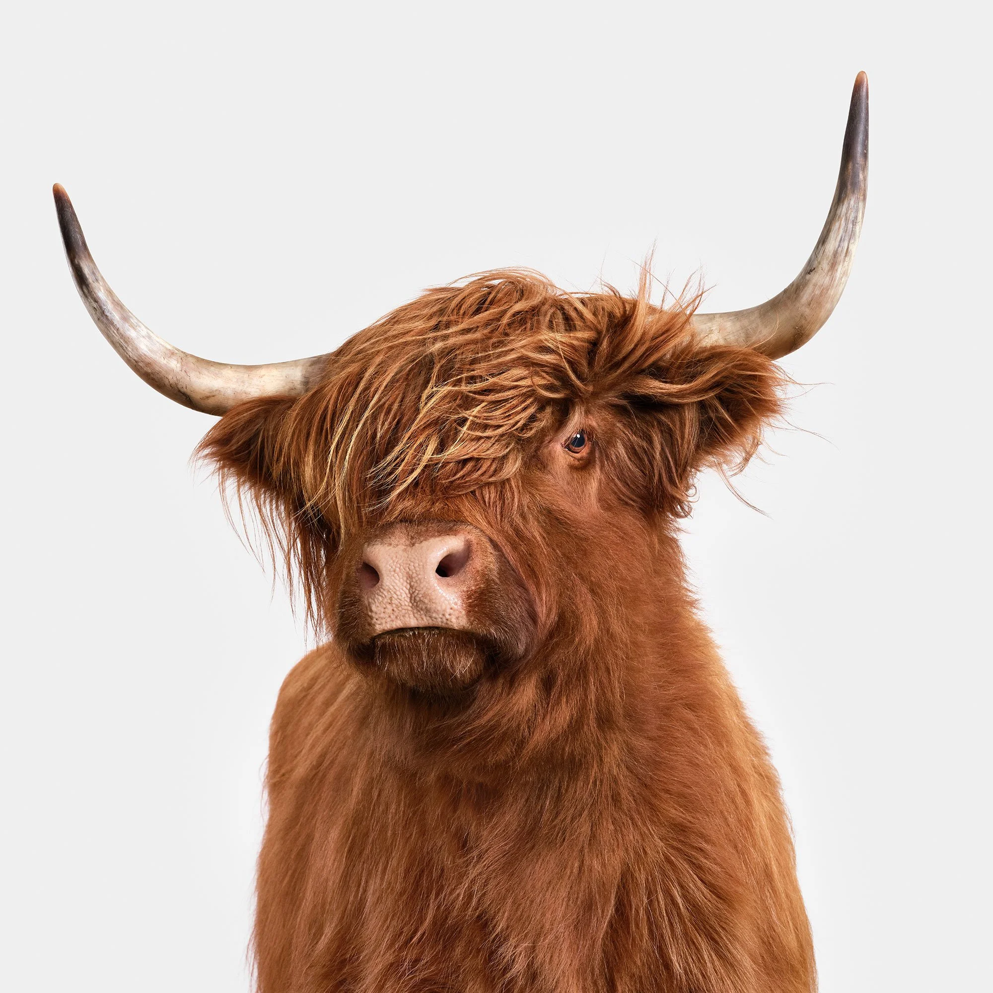 Highland Cow No. 9