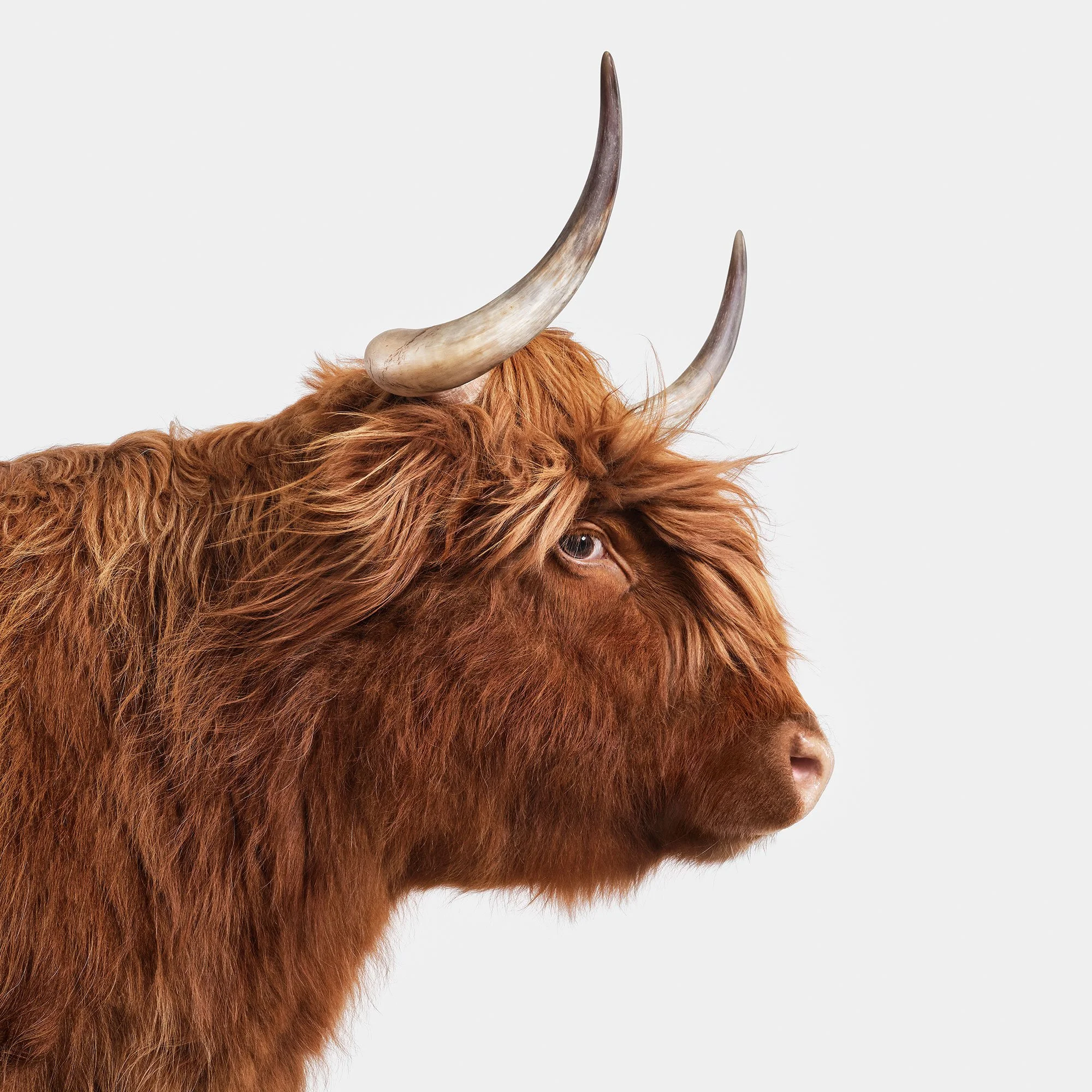 Highland Cow No. 8