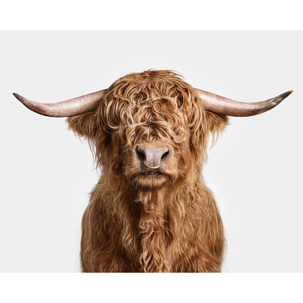 Highland Bull No. 1