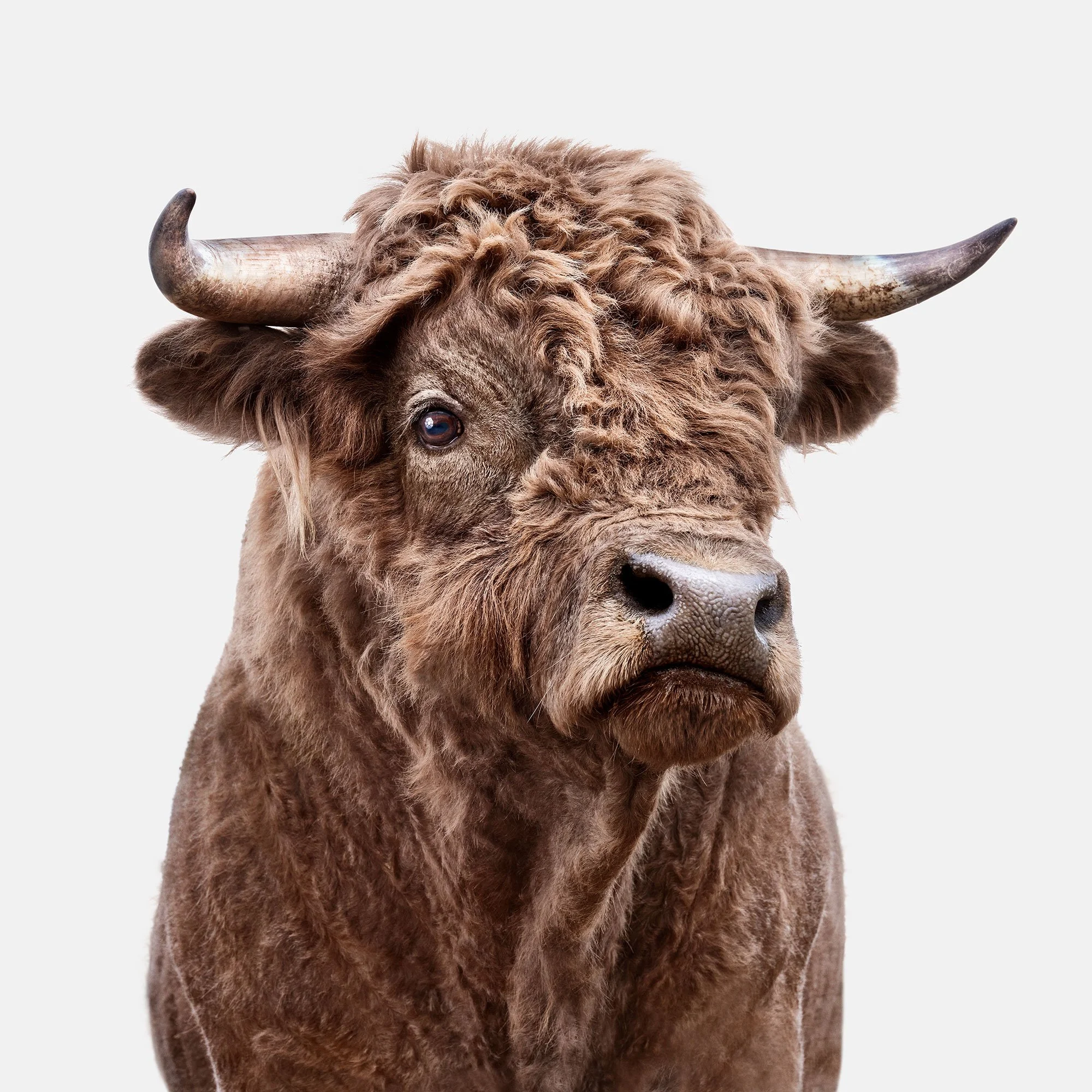 bull-brown-funky-DSCF1514-1.jpg