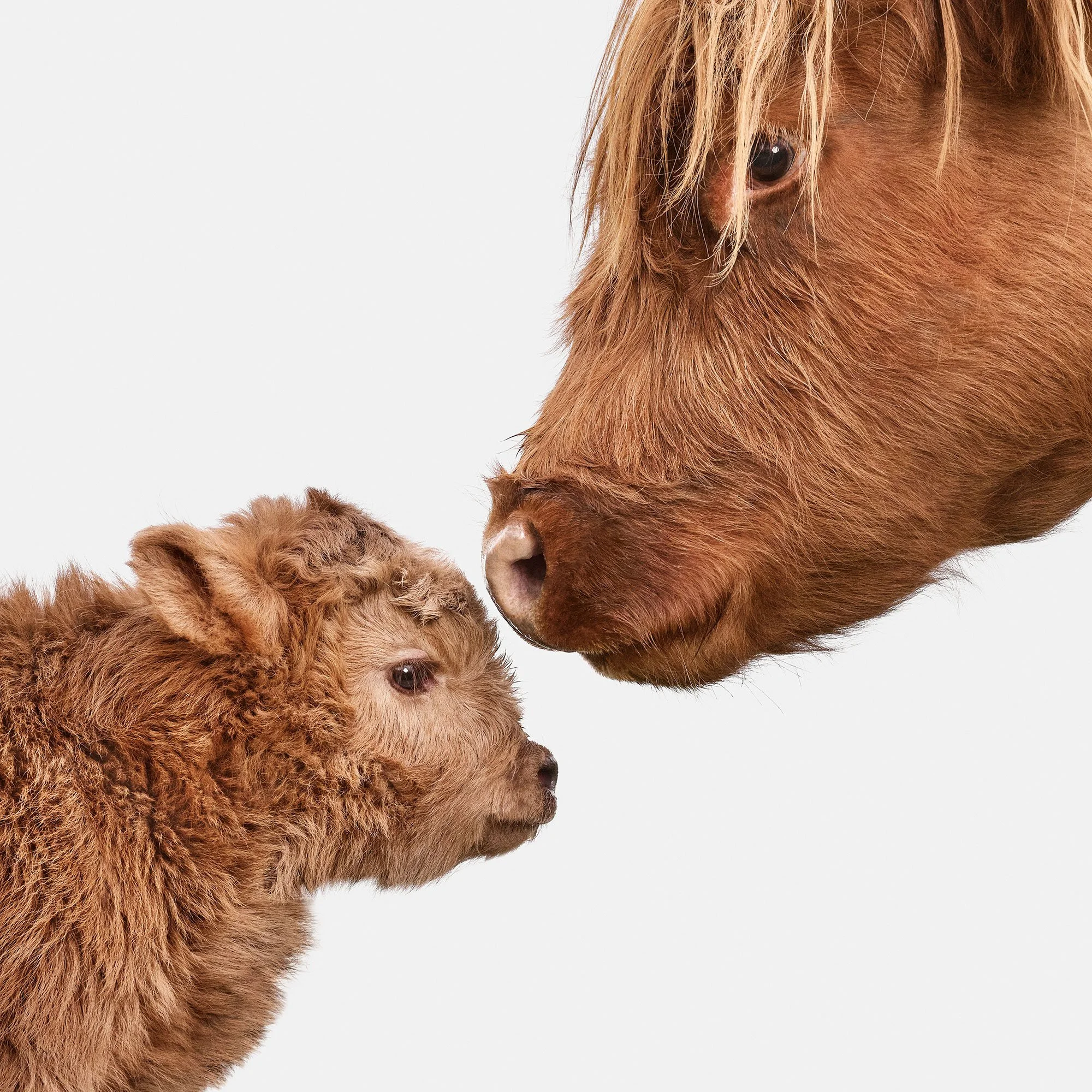 Highland Momma & Calf No. 2