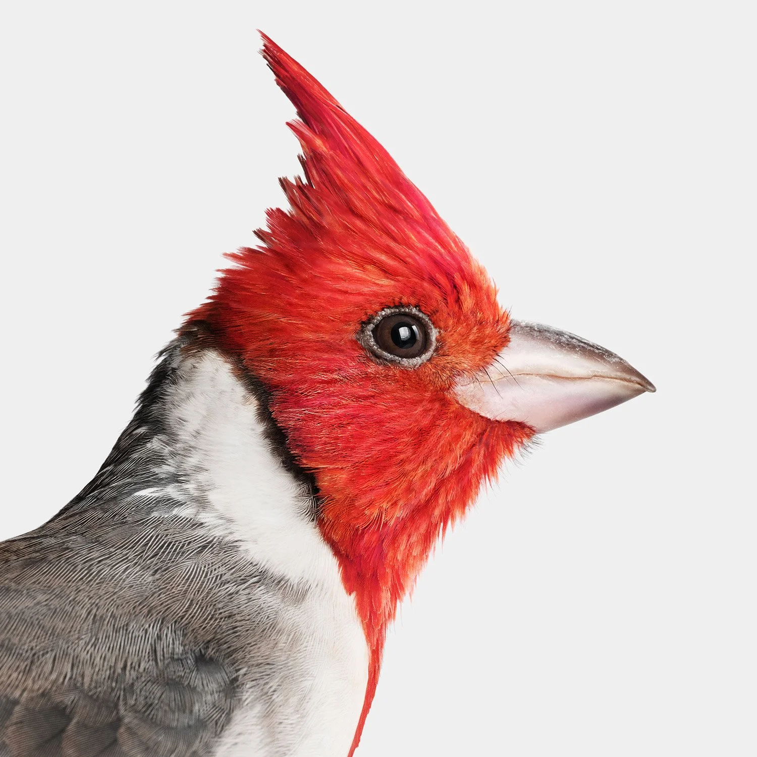 Red Crested Cardinal