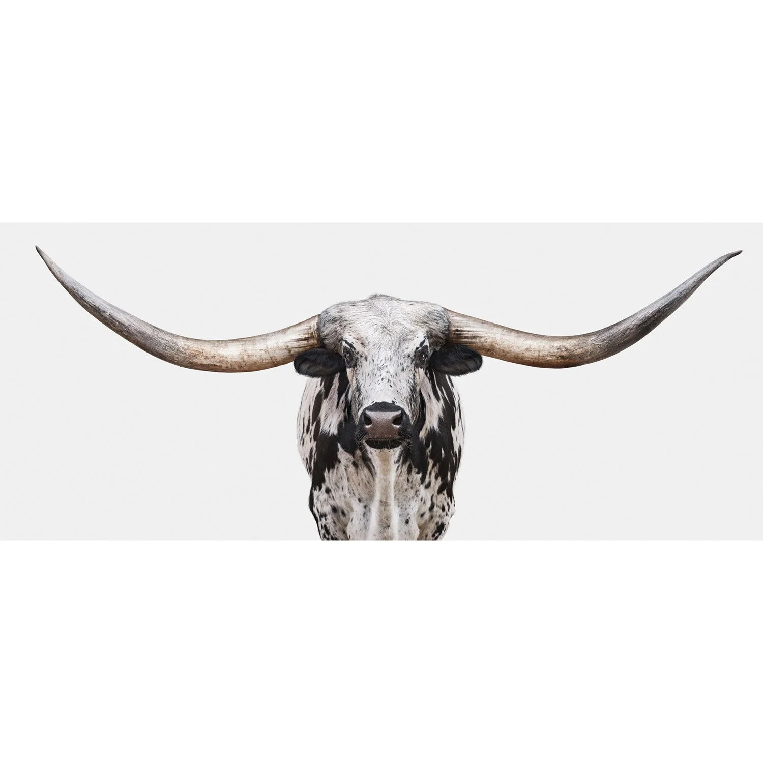 World Record Longhorn