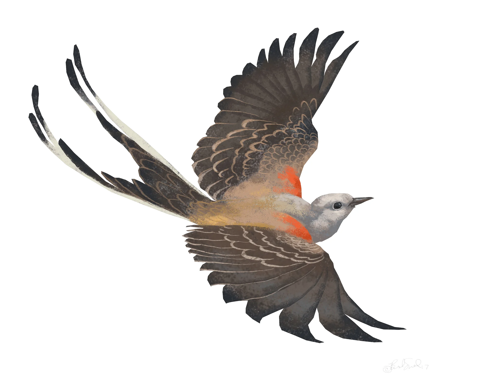 Scissor-tailed Flycatcher.jpg