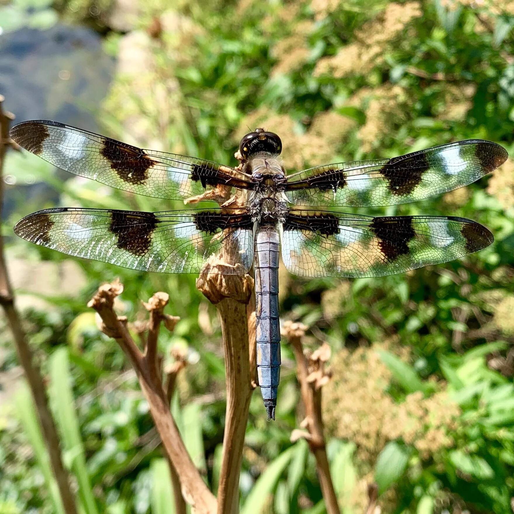 Twelve-spotted Skimmer