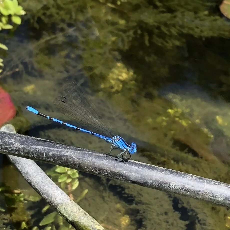Familiar Bluet