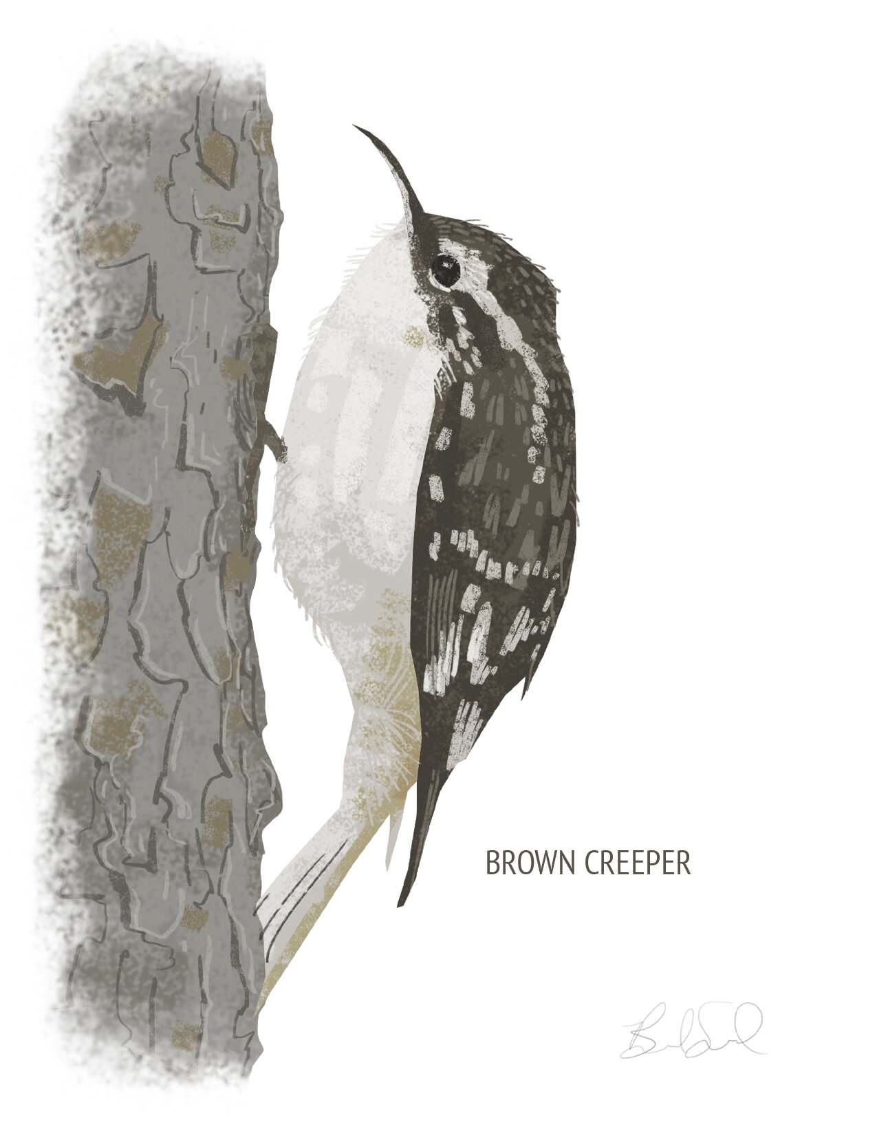 Brown Creeper_cardfront.jpg